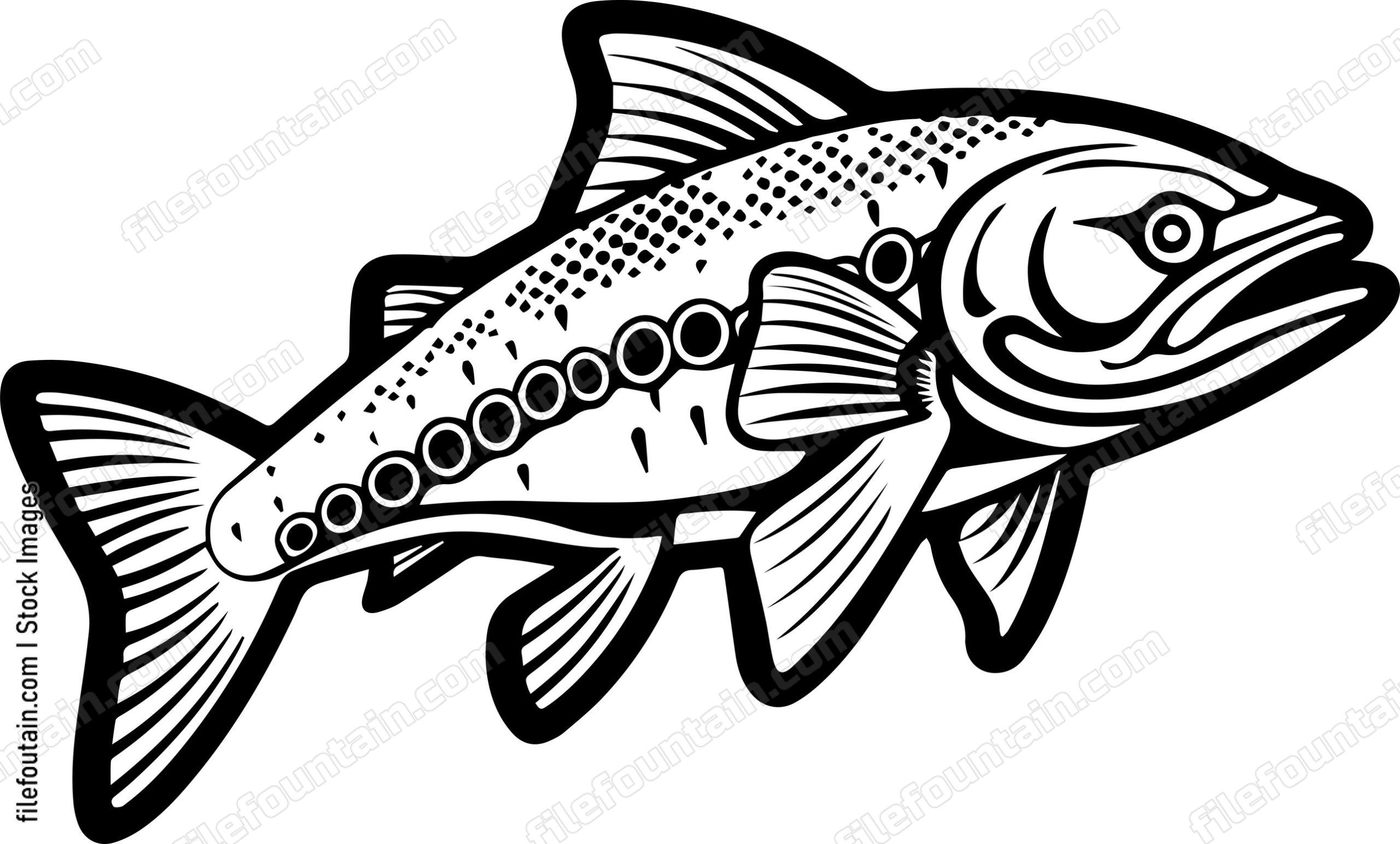 Salmon
