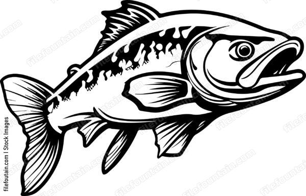 Salmon