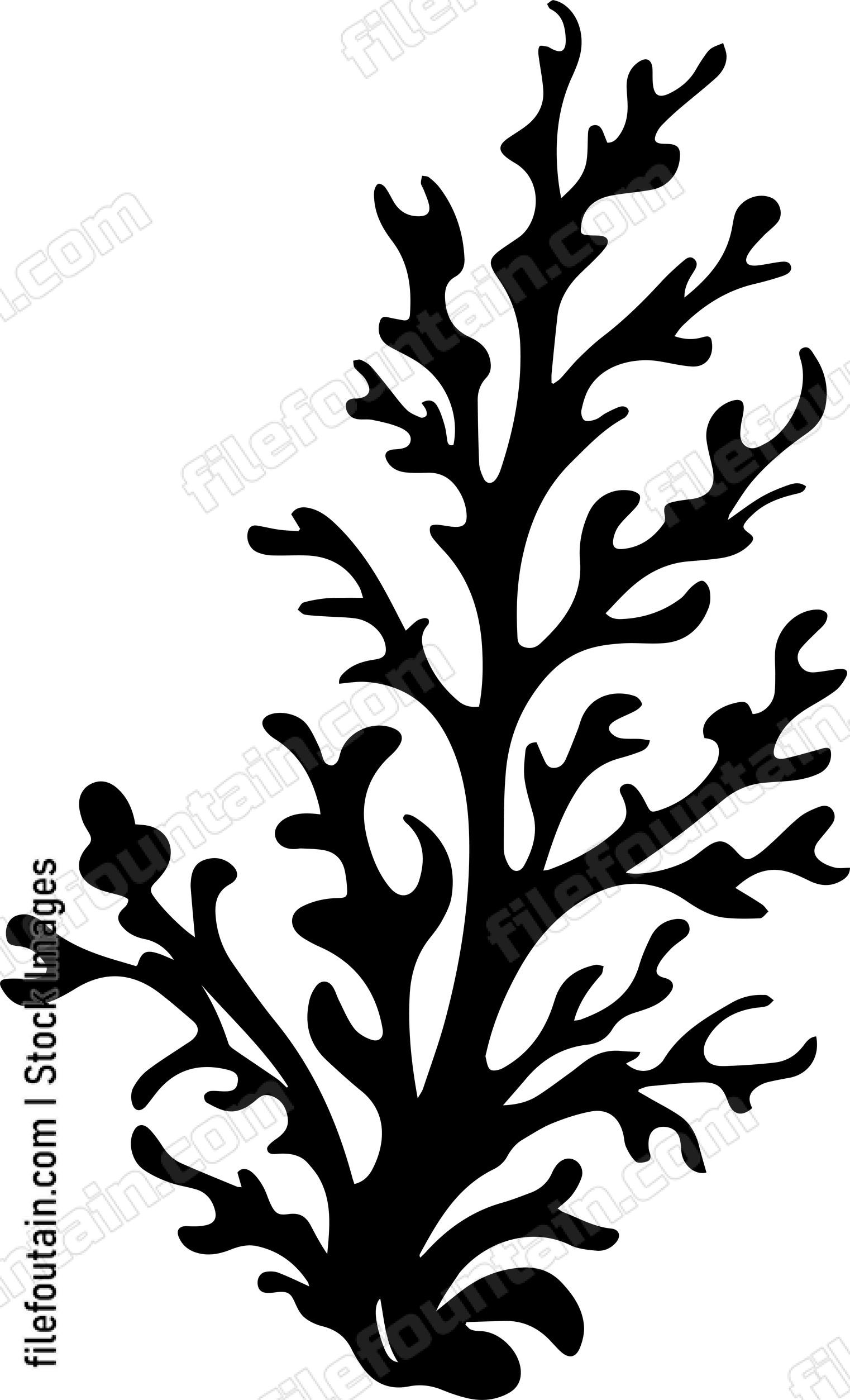 Seaweed
