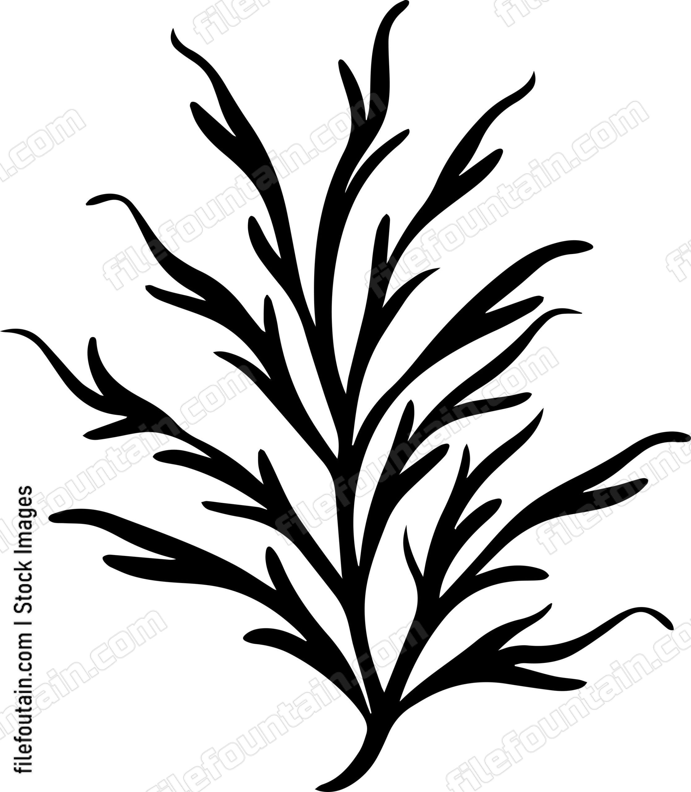 Seaweed