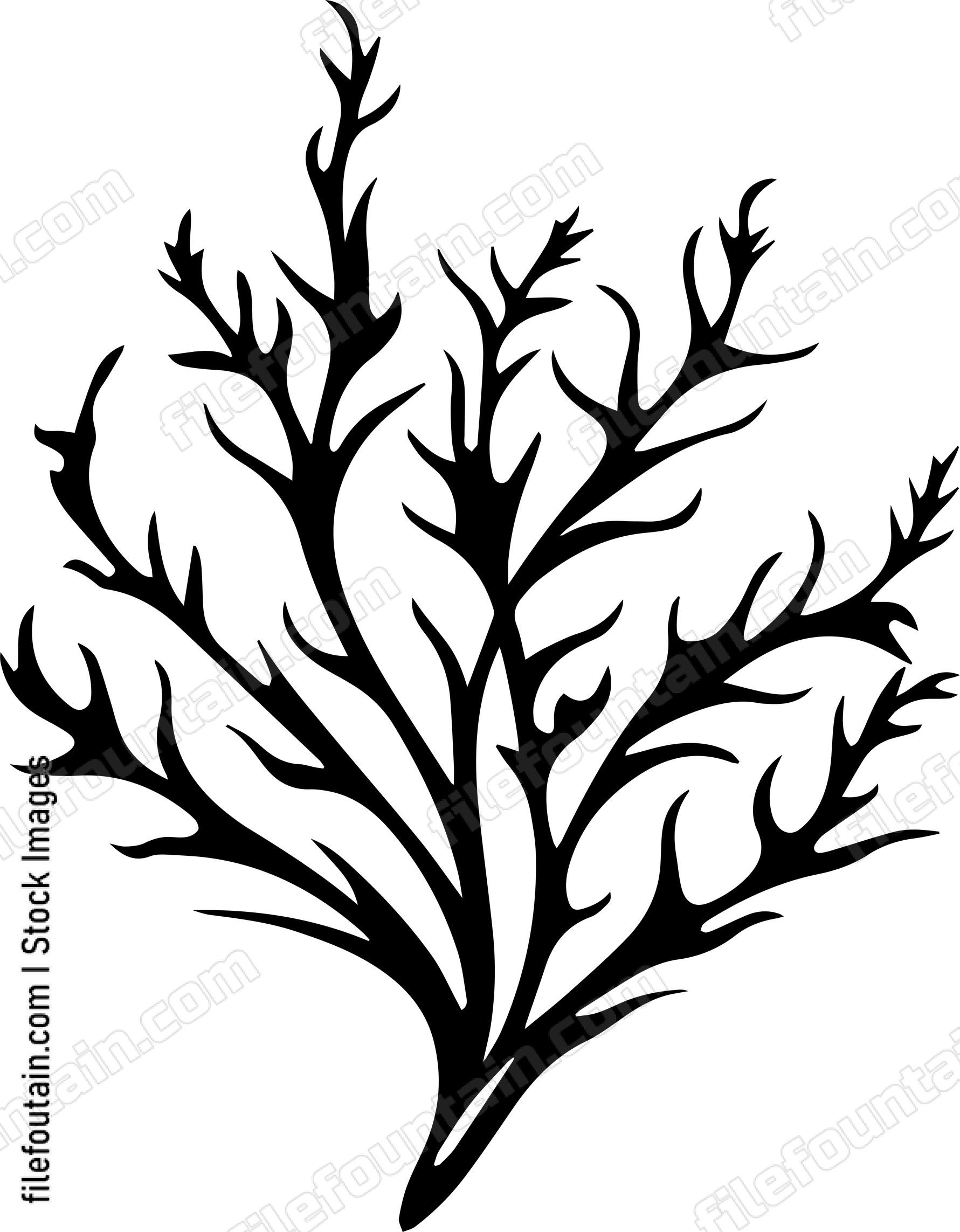Seaweed