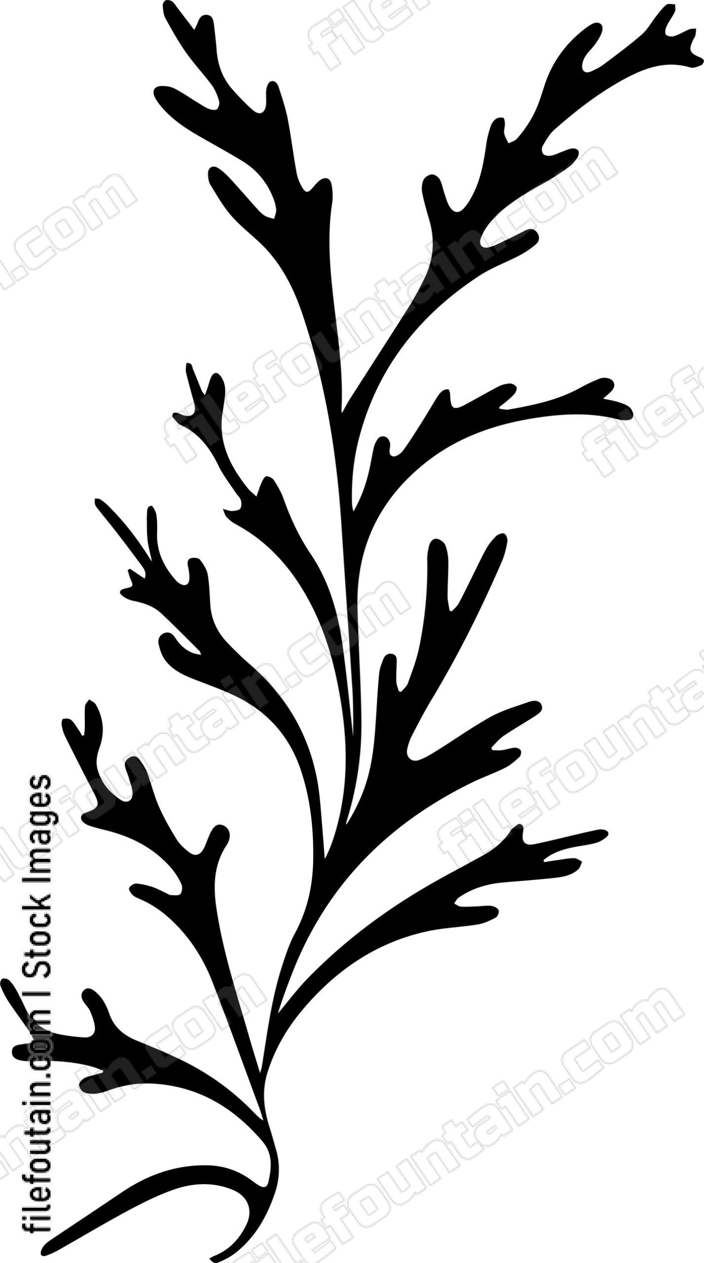 Seaweed