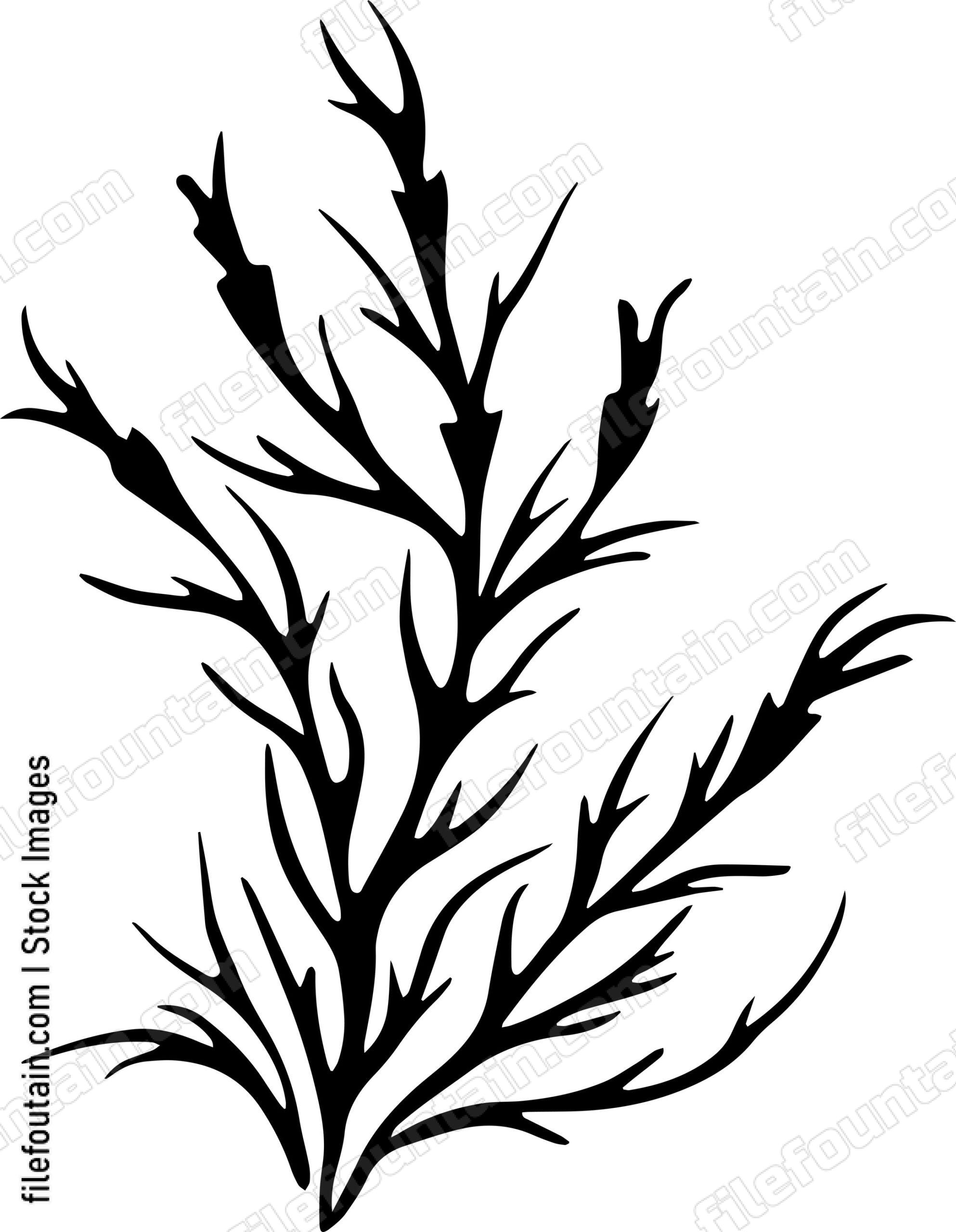 Seaweed