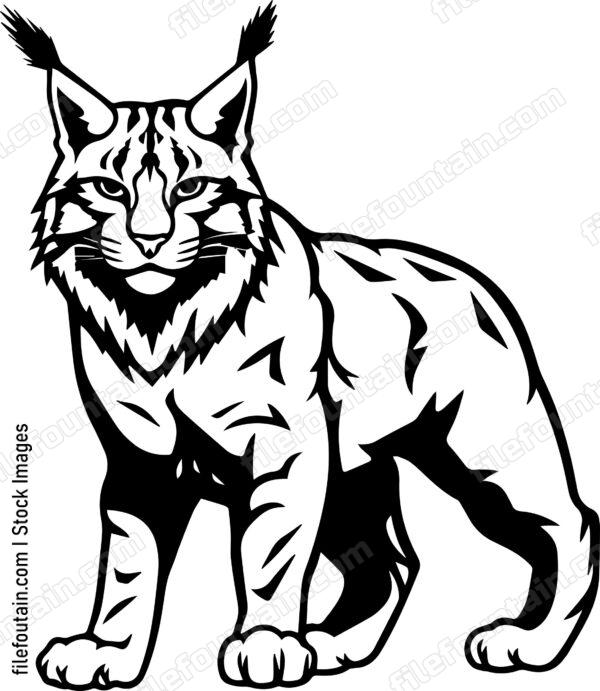 Bobcat