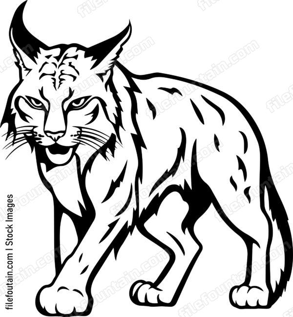 Bobcat