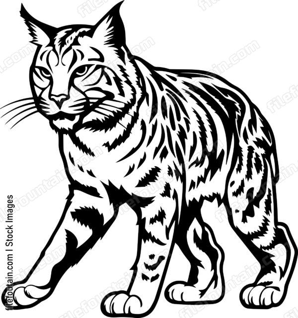 Bobcat