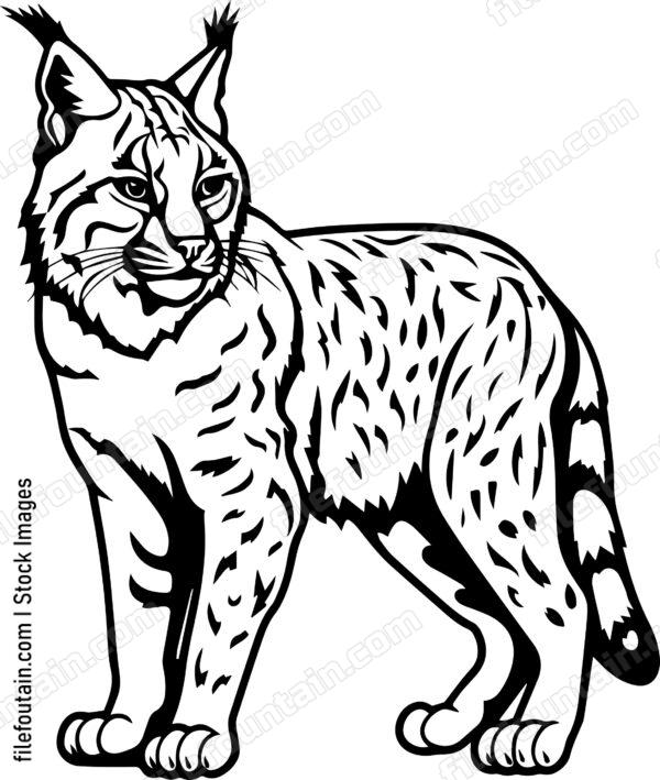 Bobcat