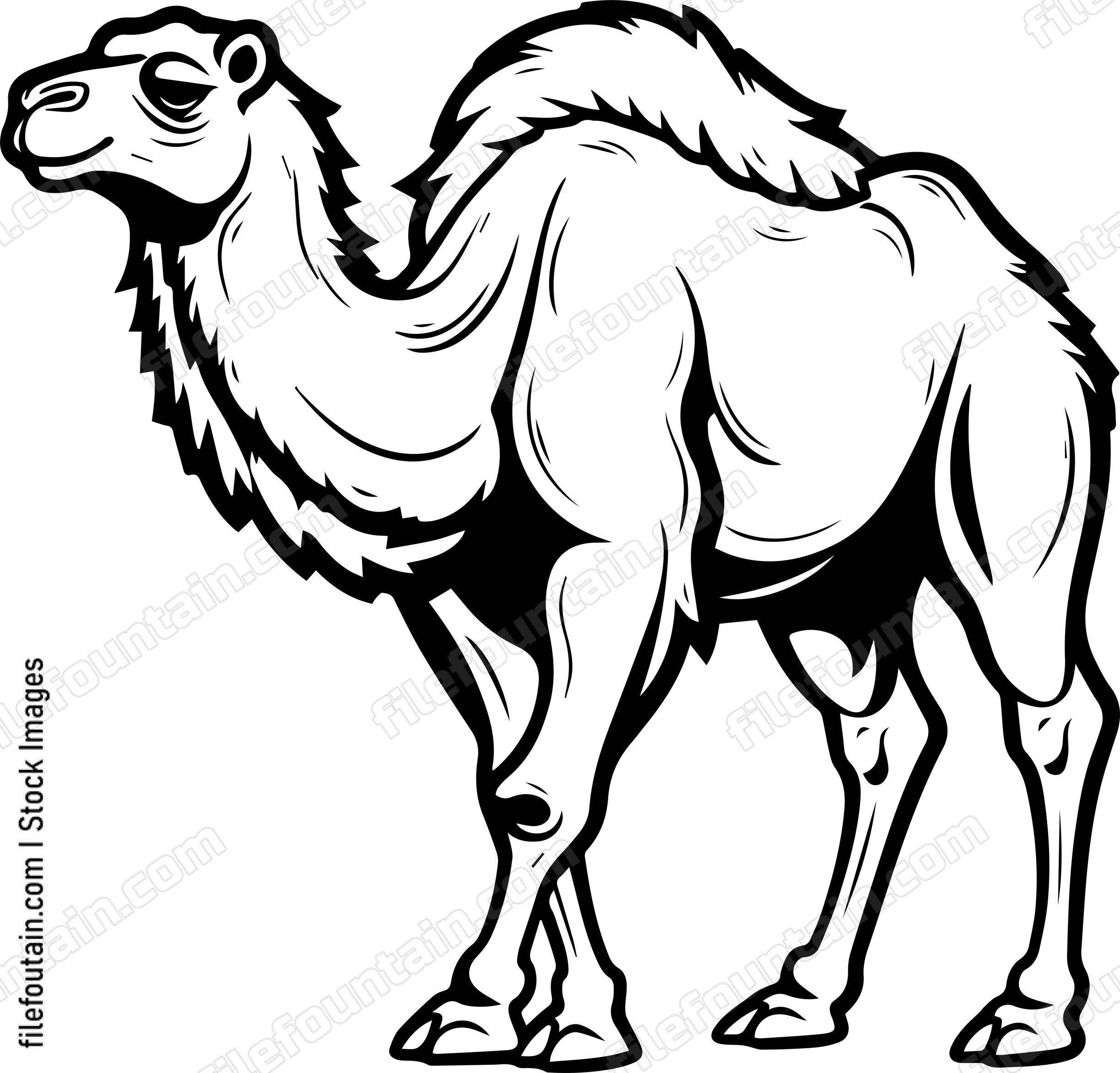 Camel