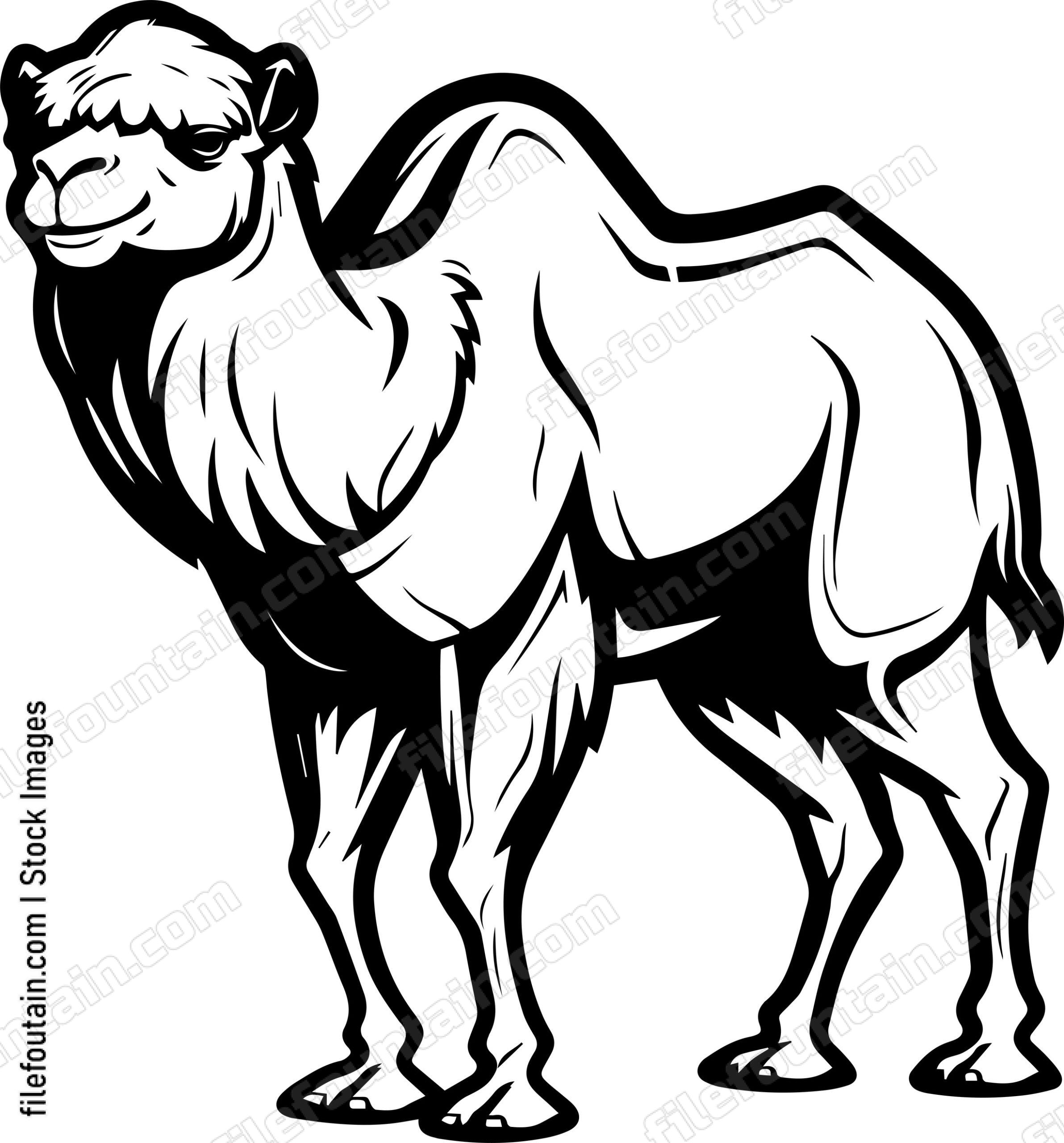 Camel