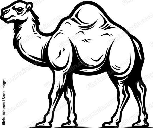 Camel