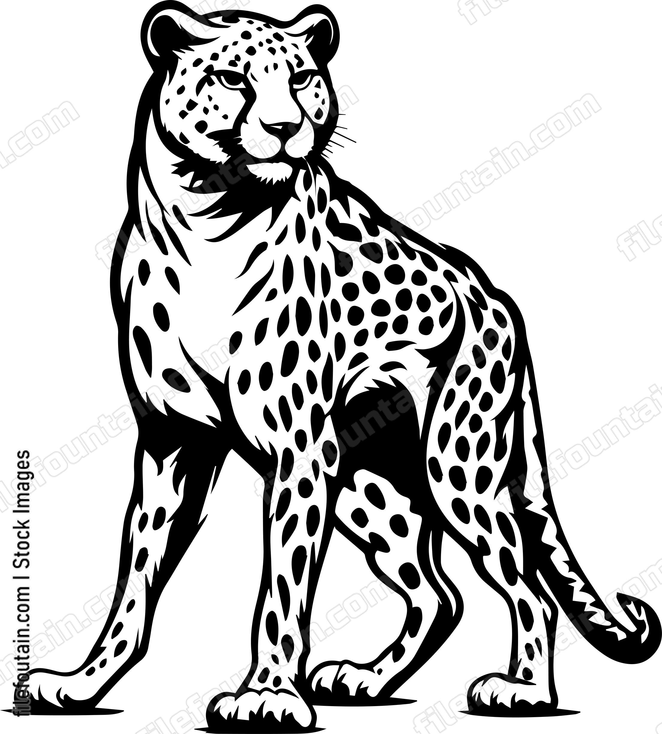 Cheetah