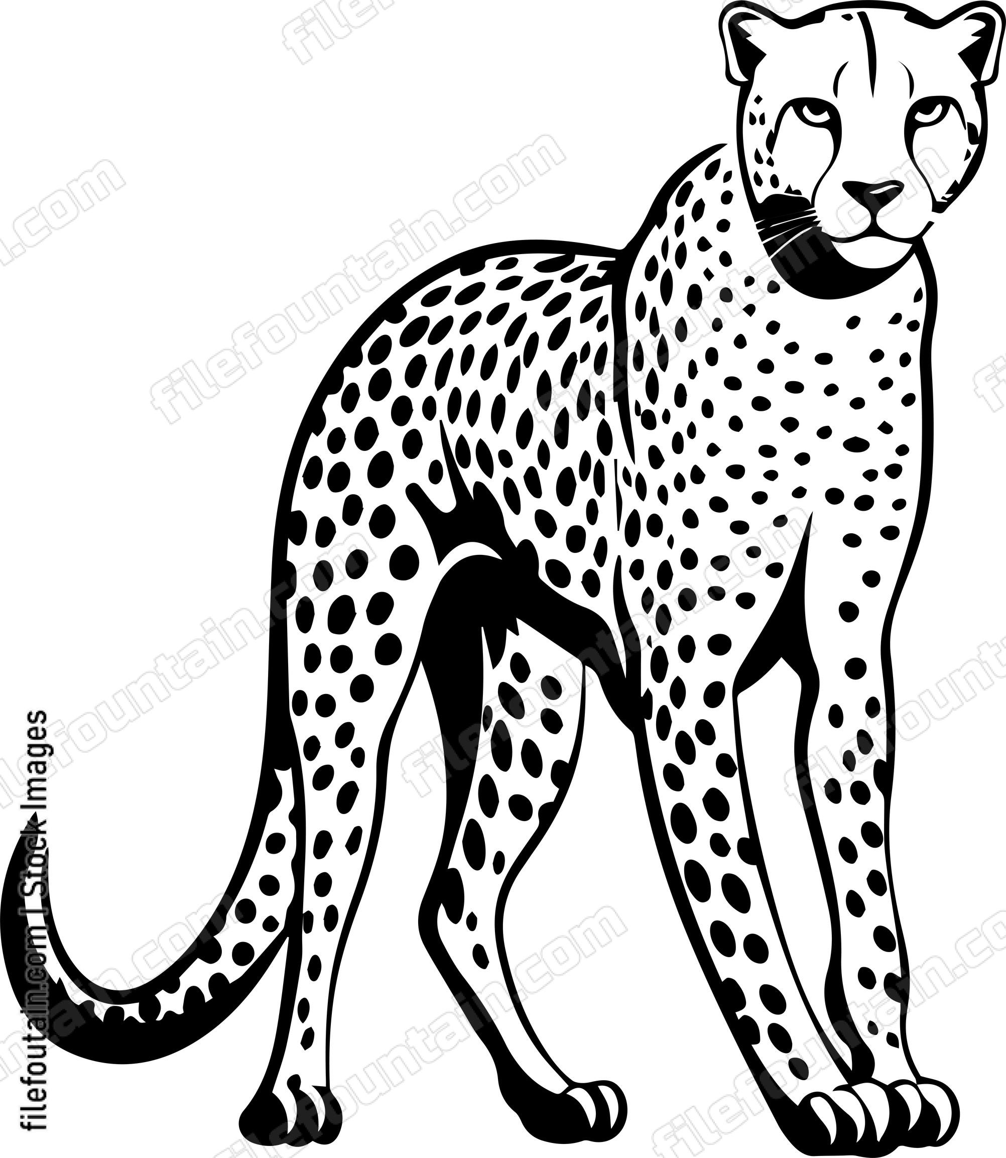 Cheetah