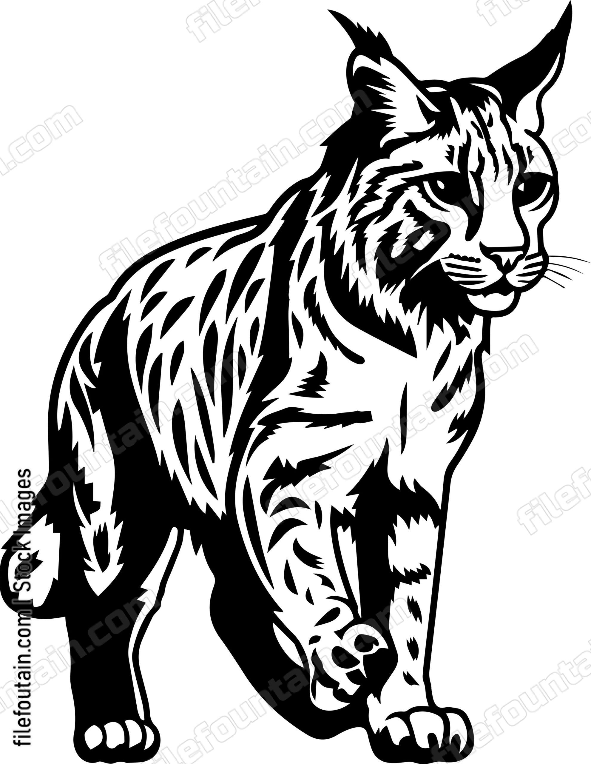 Bobcat