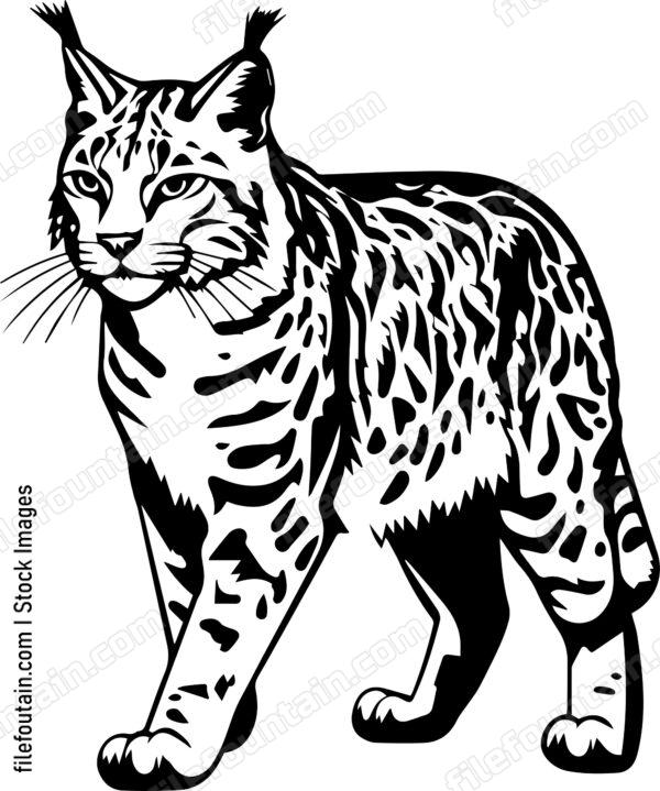 Bobcat
