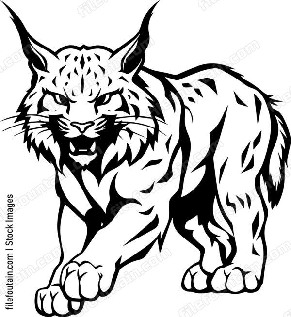 Bobcat