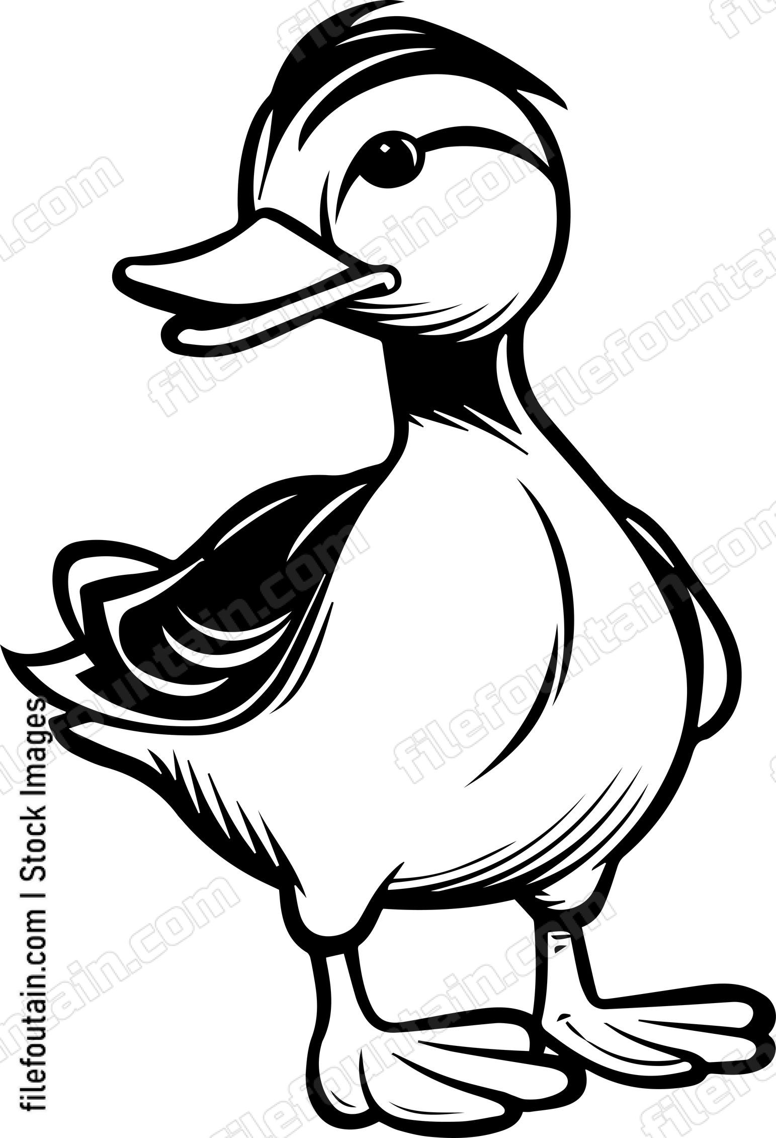 Duck
