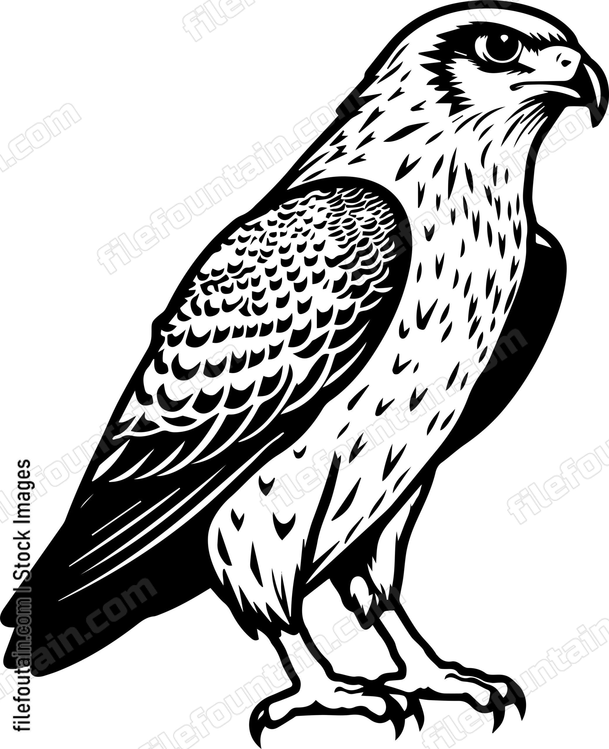 Falcon