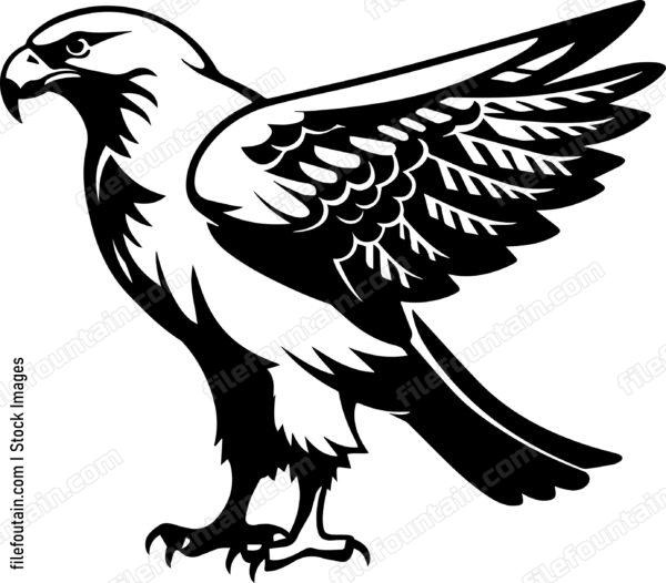 Hawk