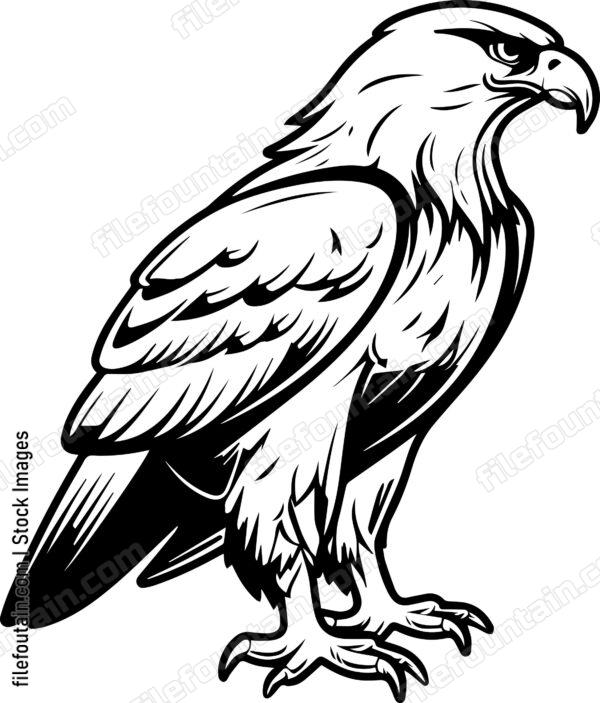 Hawk