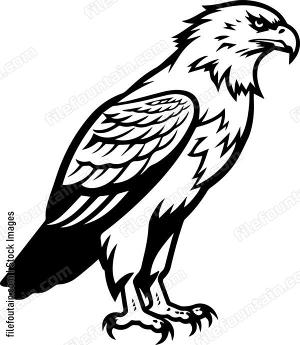 Hawk