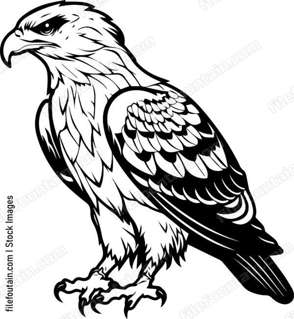 Hawk