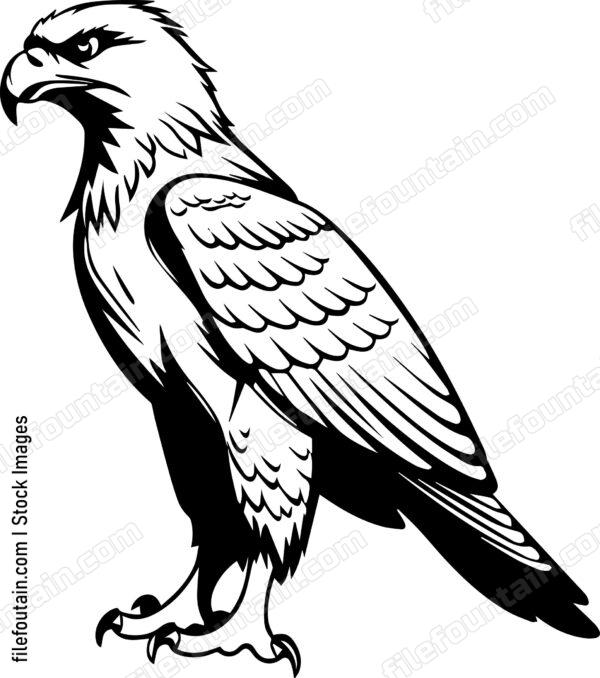 Hawk