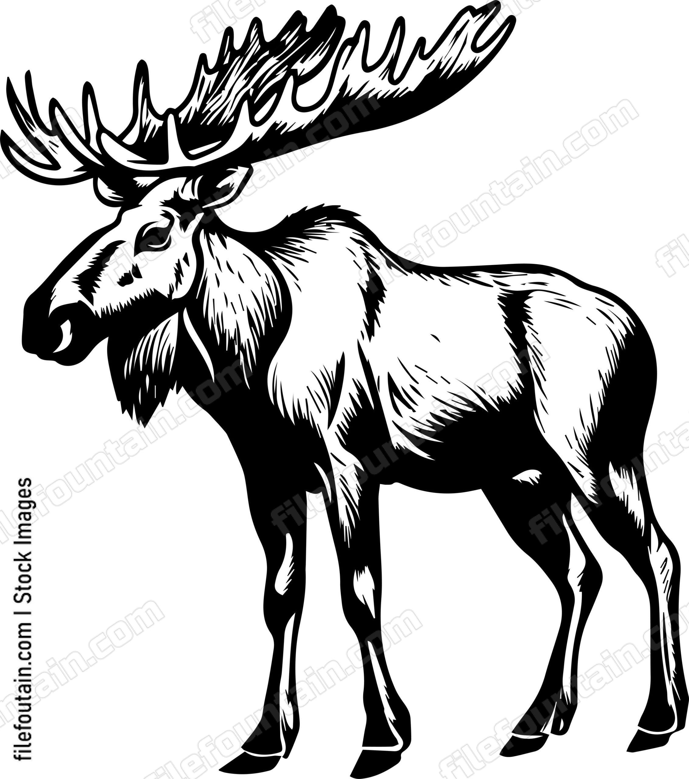 Moose