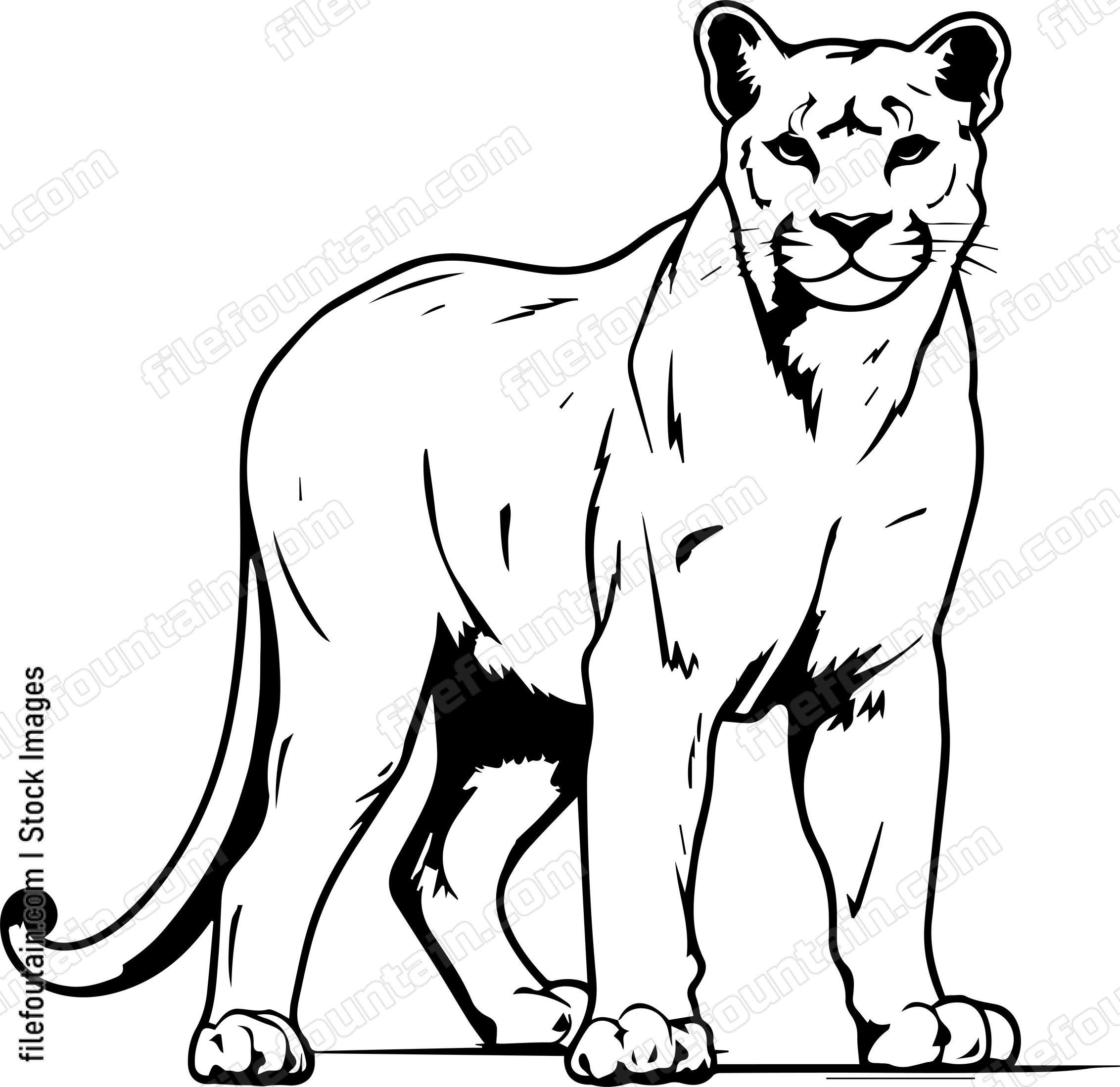Mountain Lion