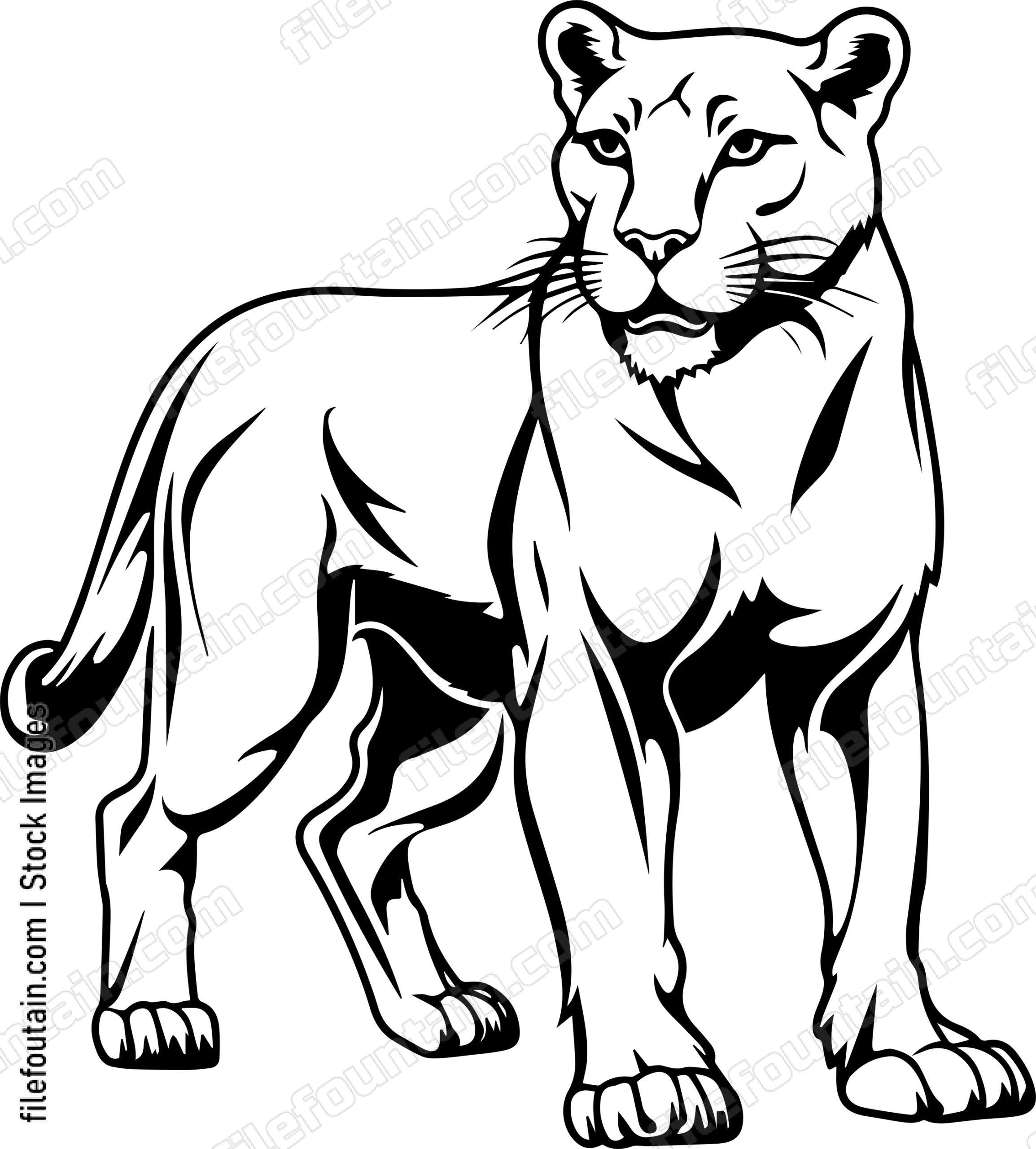 Mountain Lion