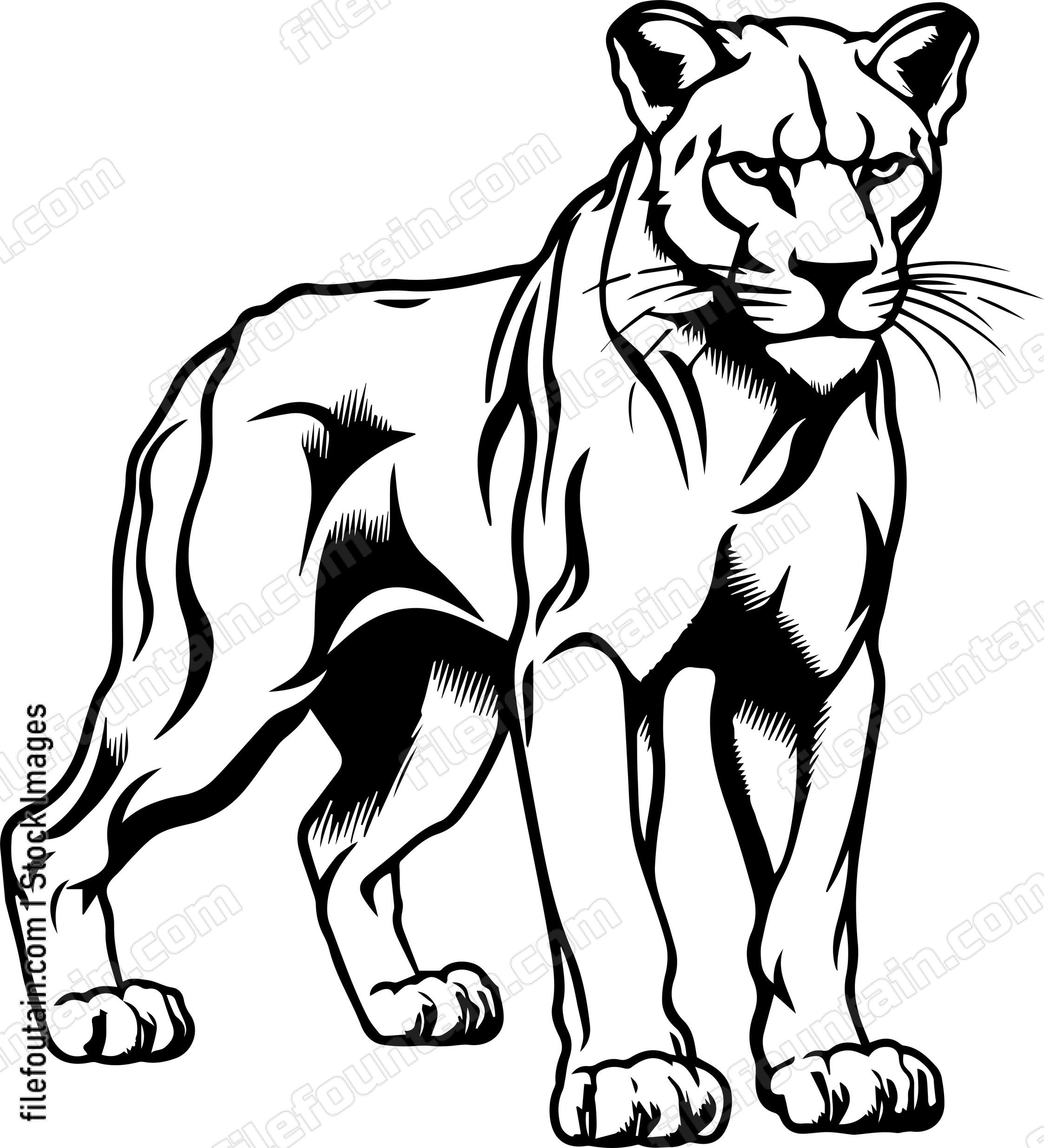 Mountain Lion