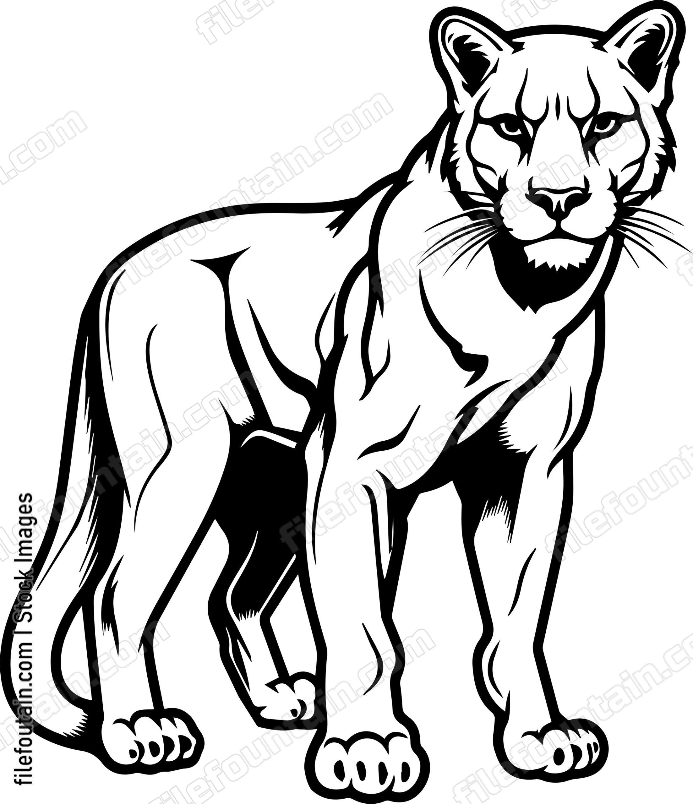 Mountain Lion