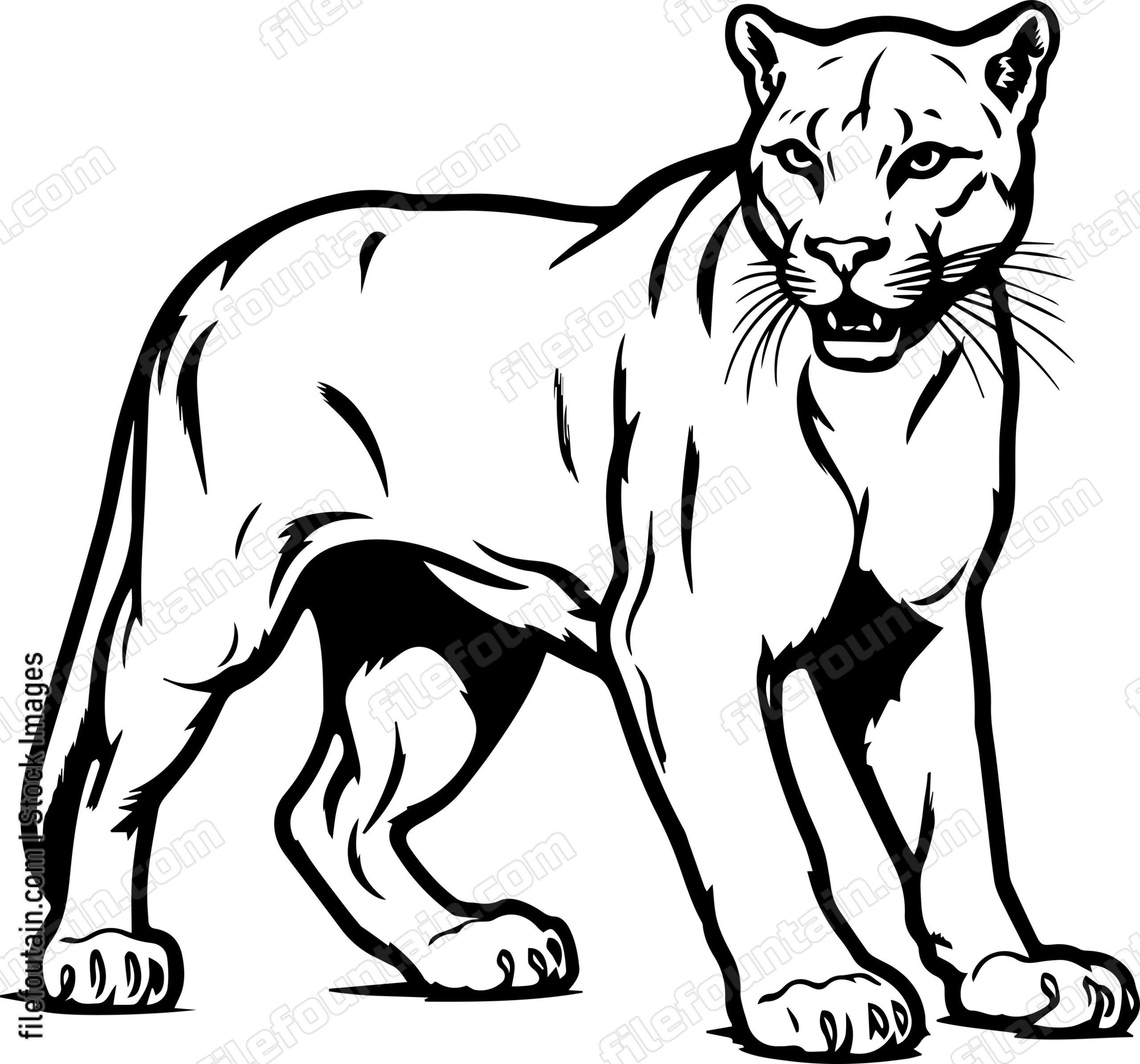 Mountain Lion