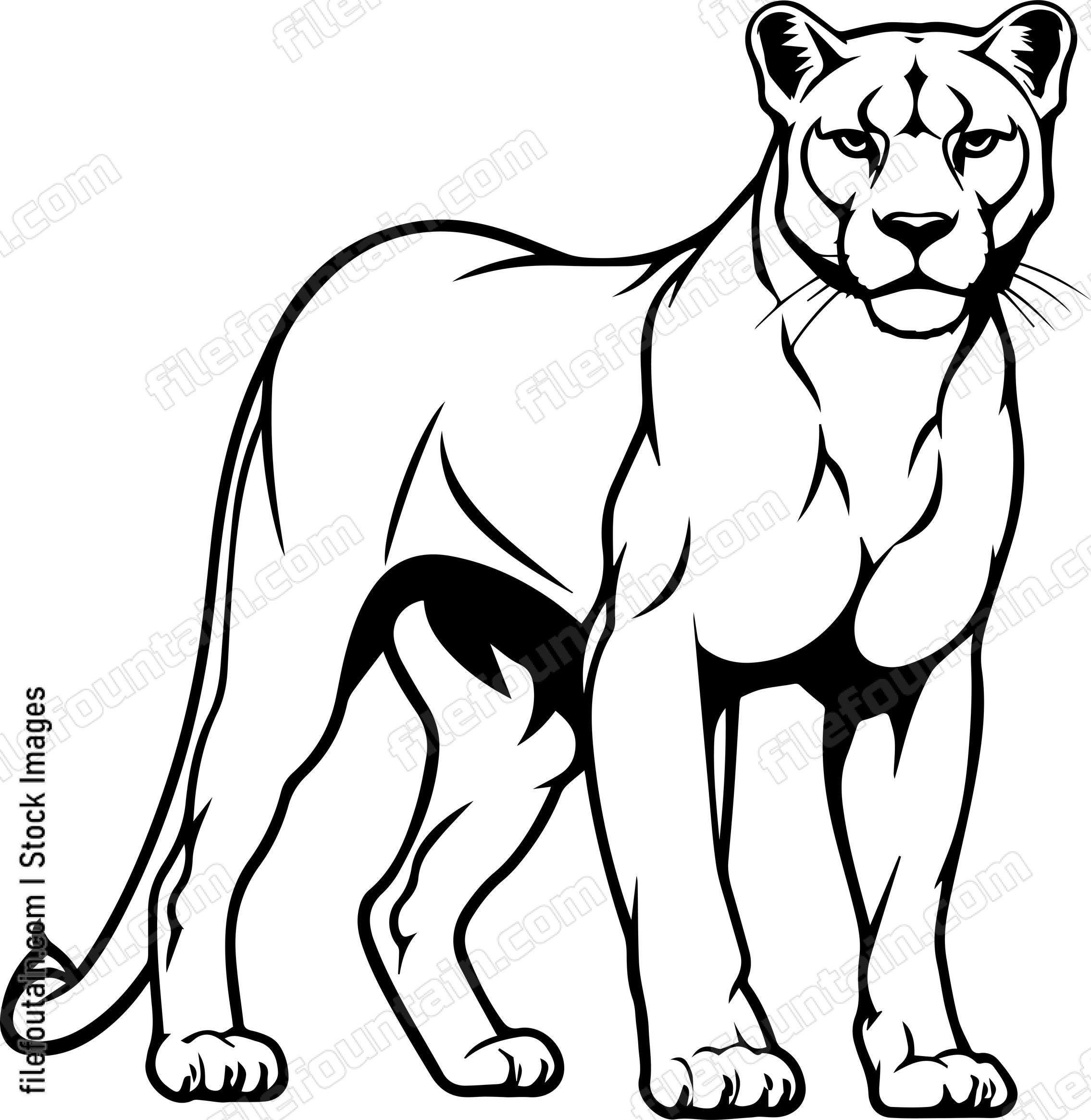 Mountain Lion