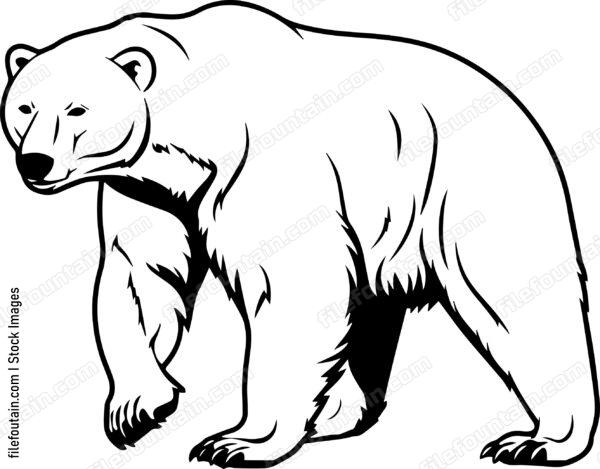 Polar Bear