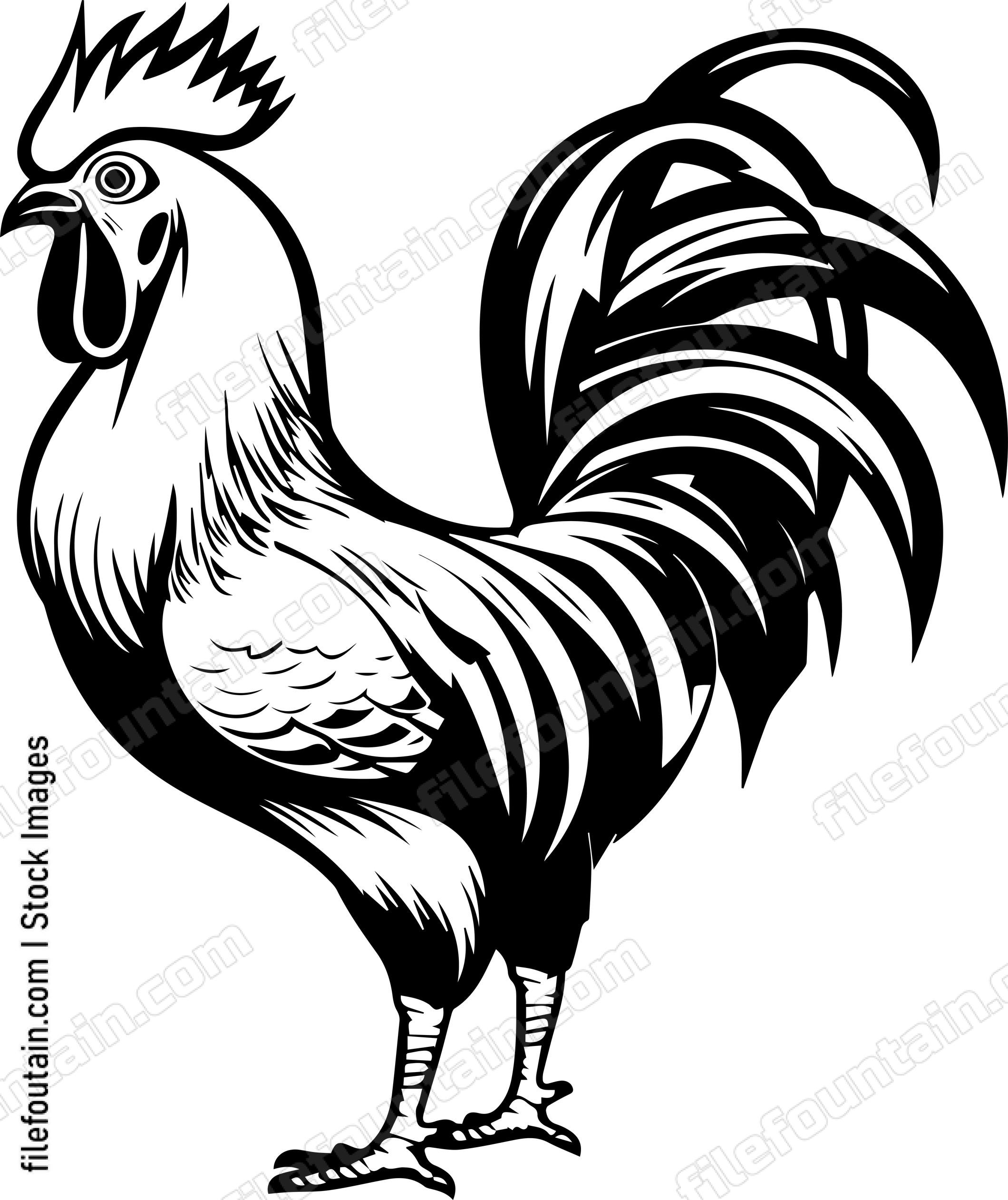 Rooster