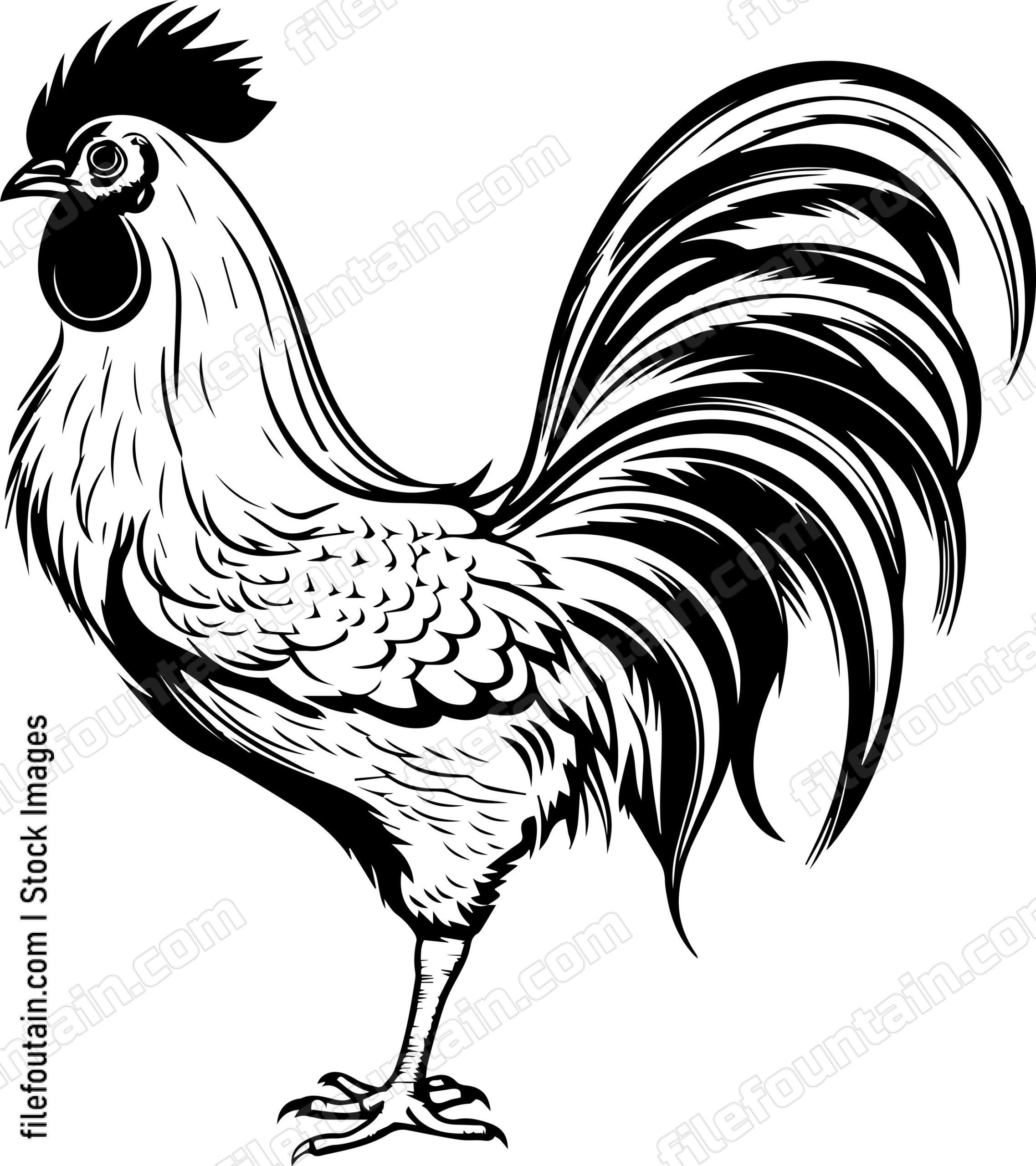 Rooster