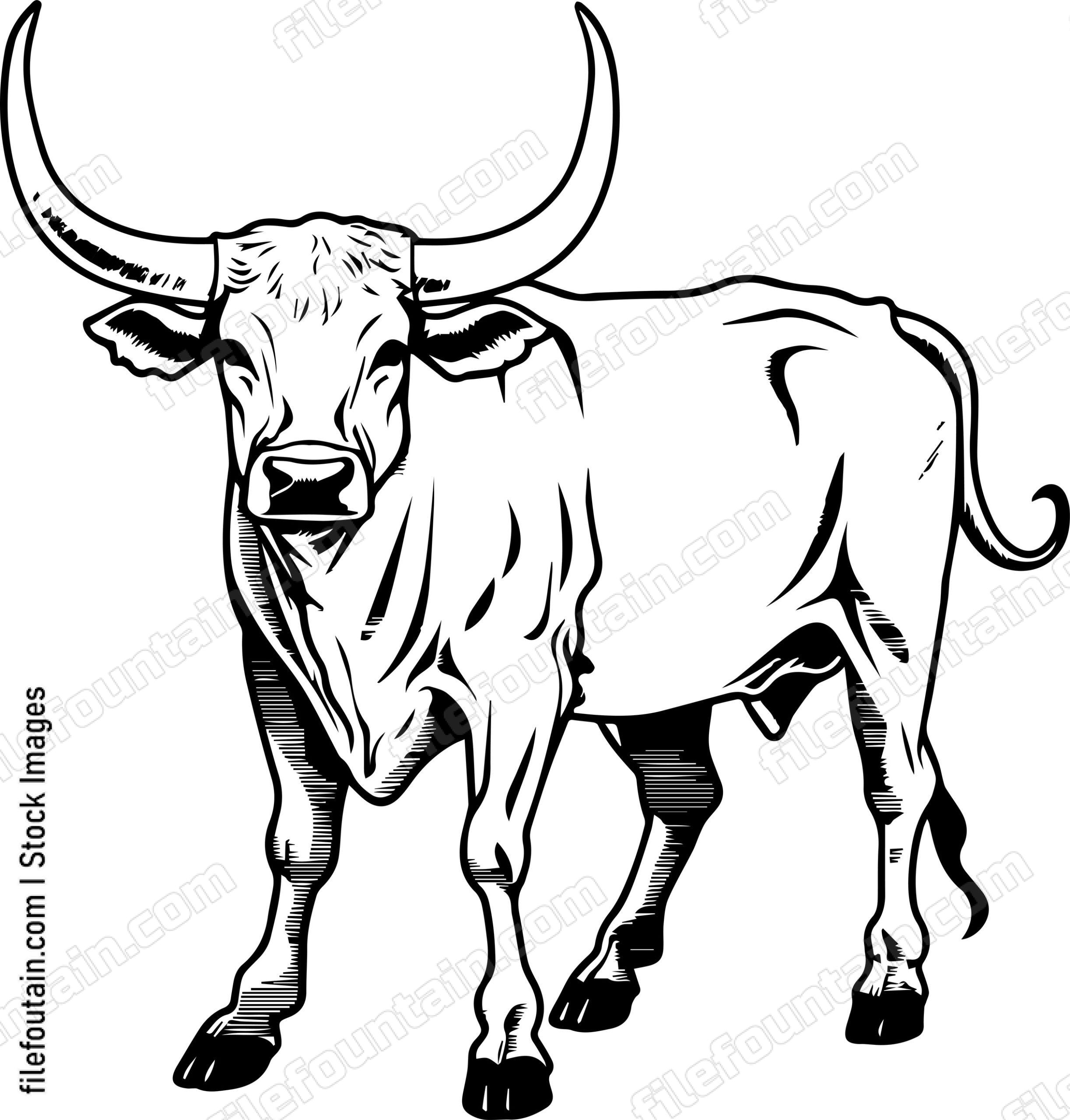 Texas Longhorn