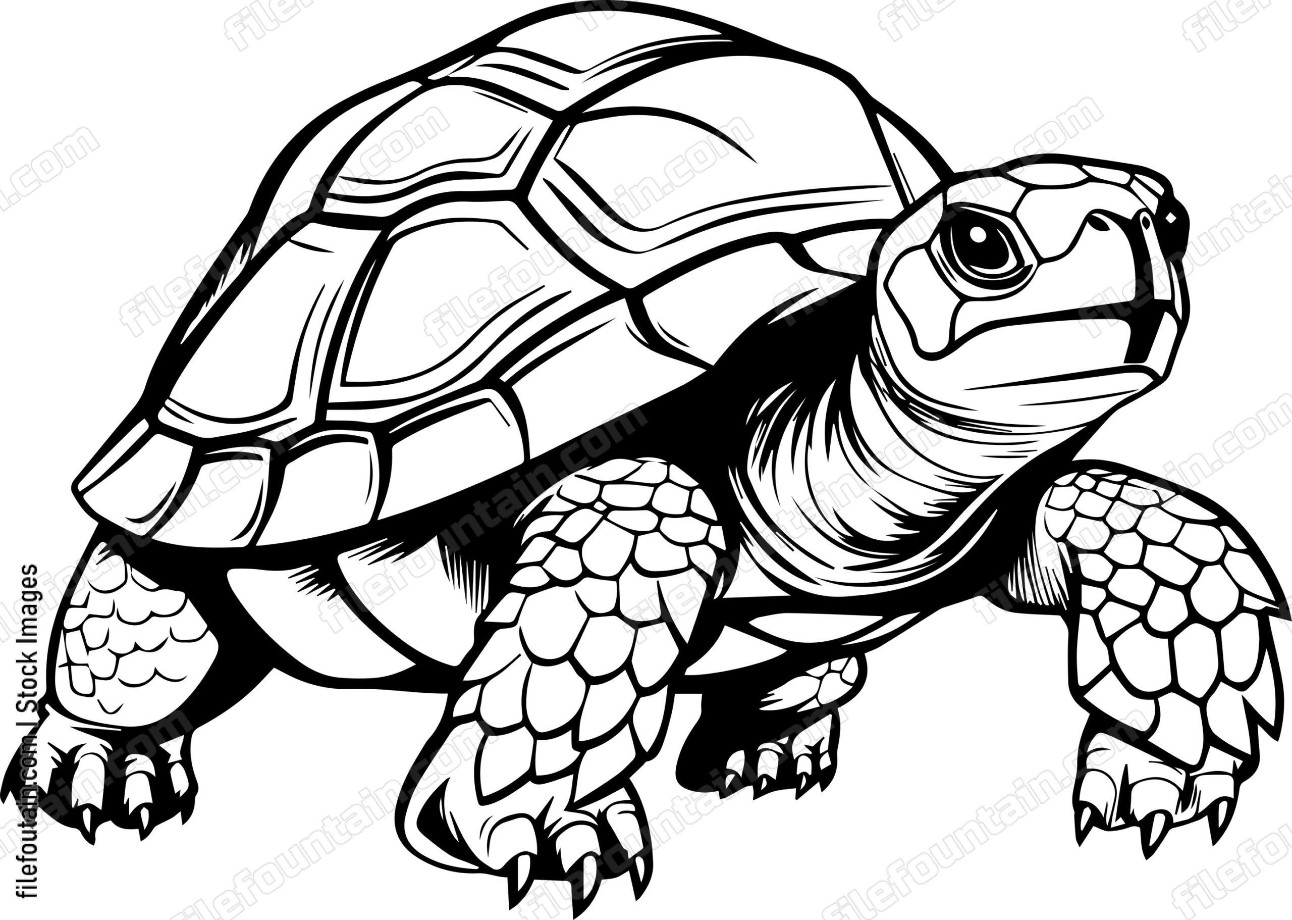 Turtle
