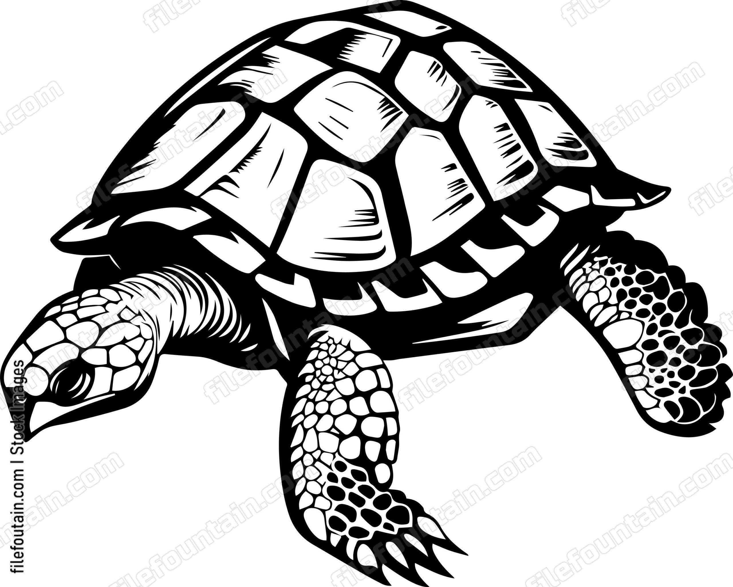 Turtle