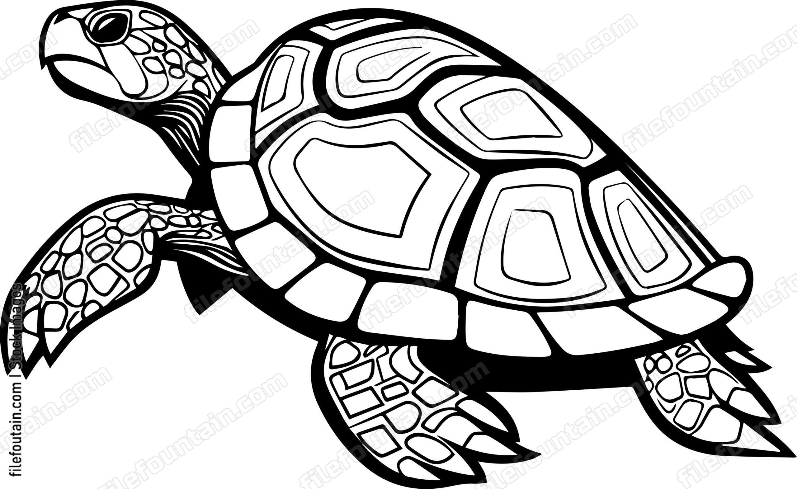 Turtle