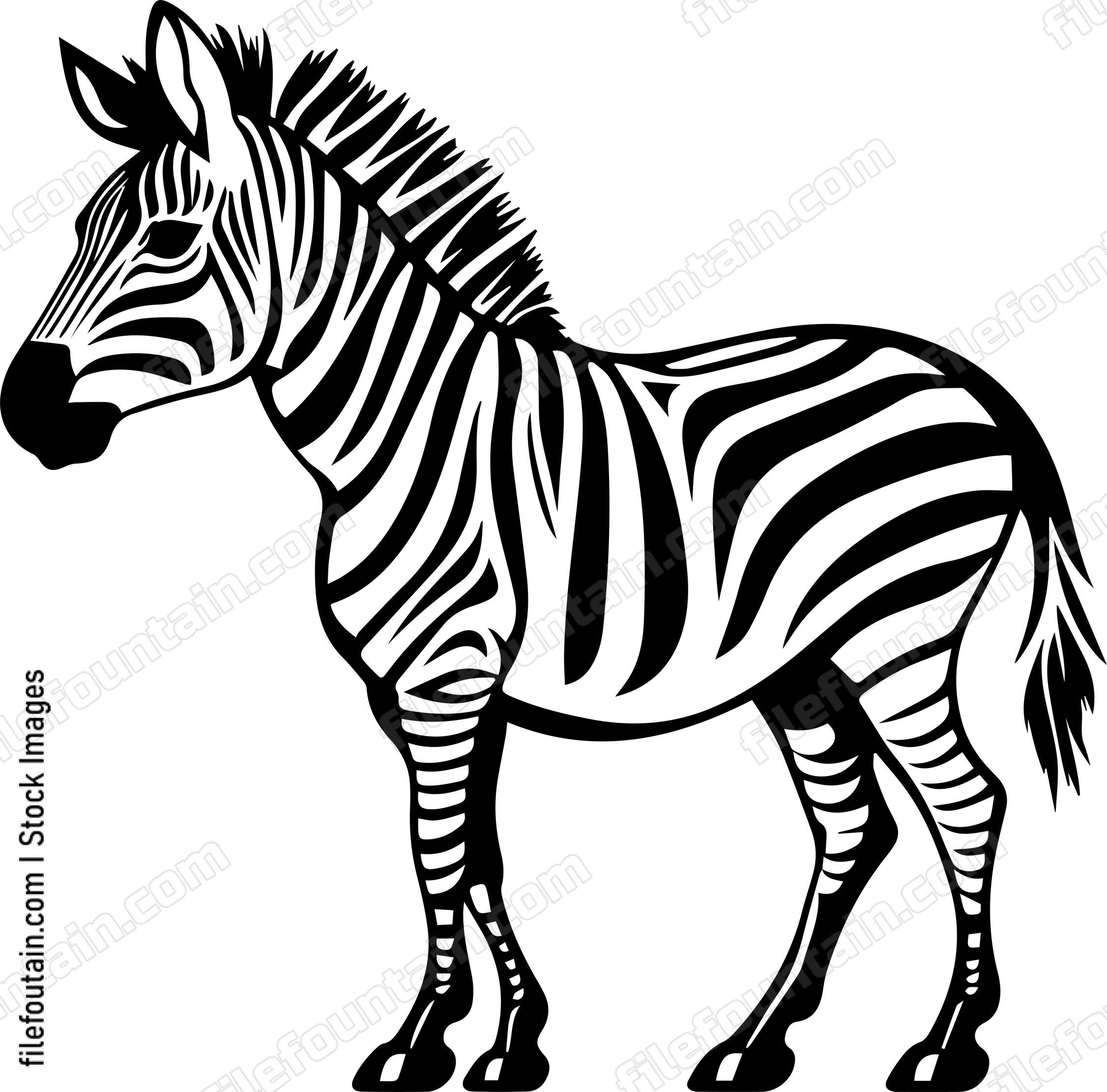 Zebra