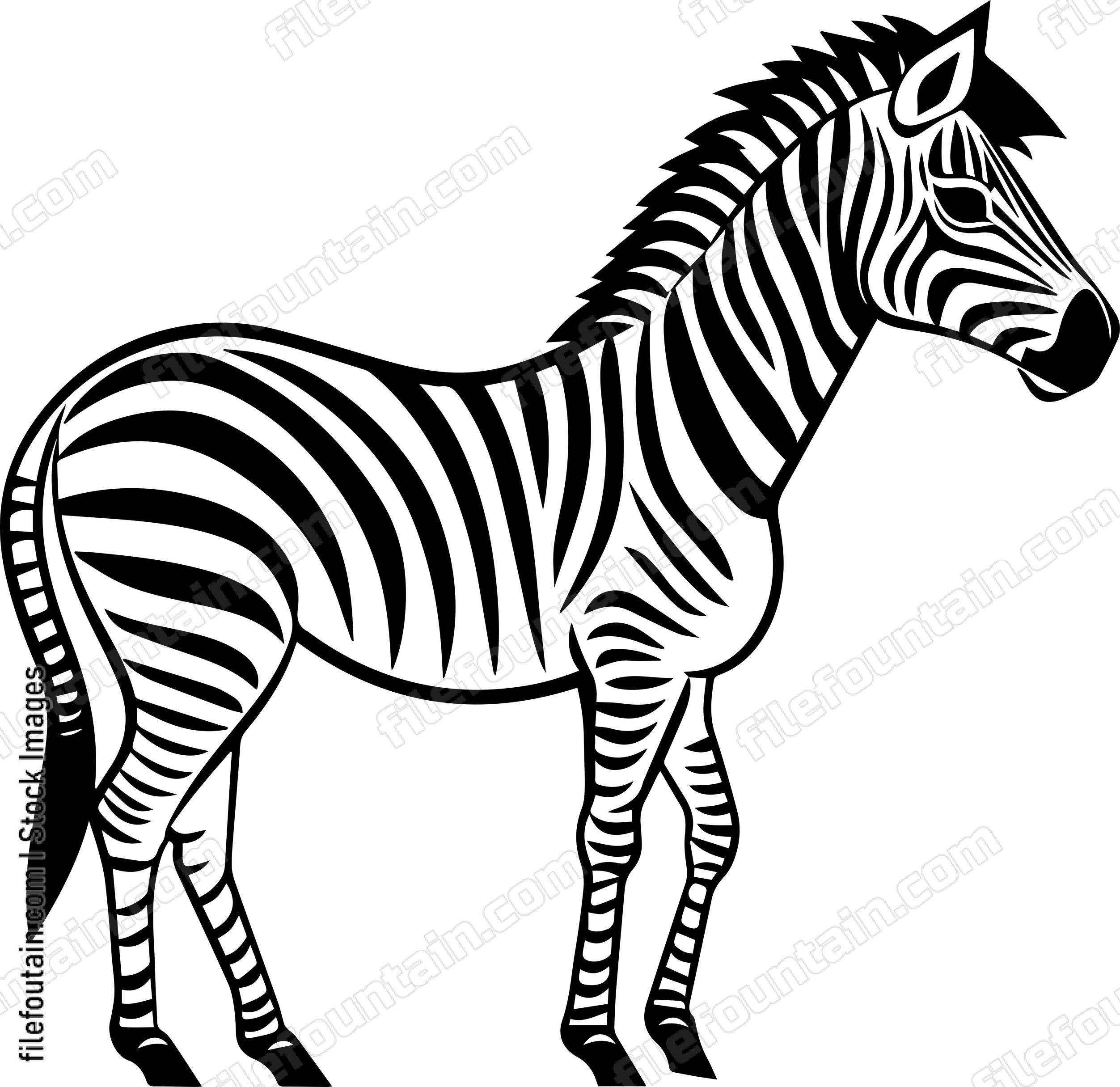 Zebra