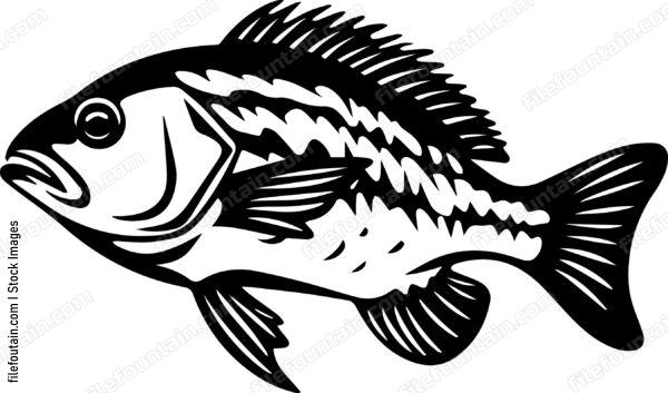 Carp