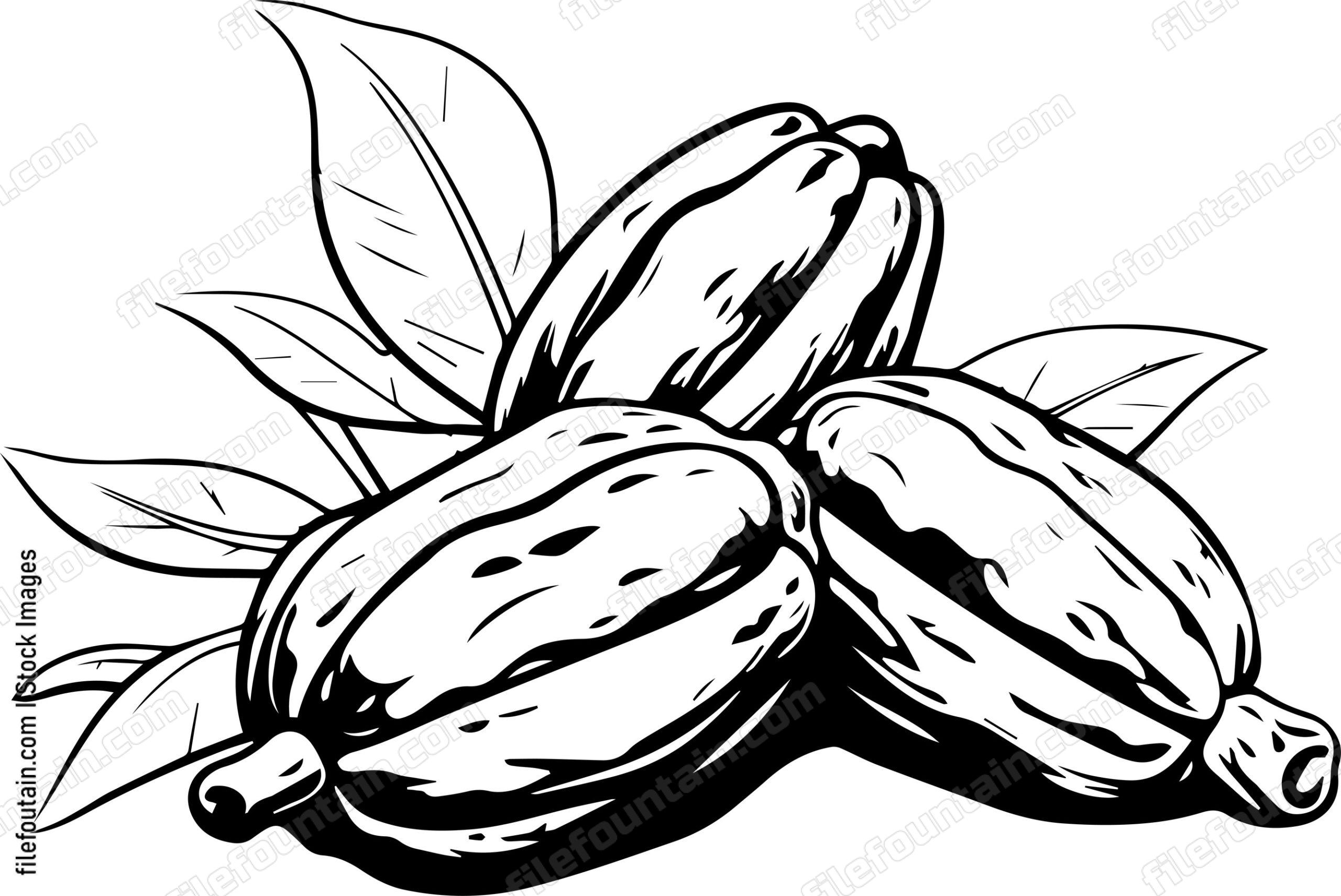 Cocoa Beans
