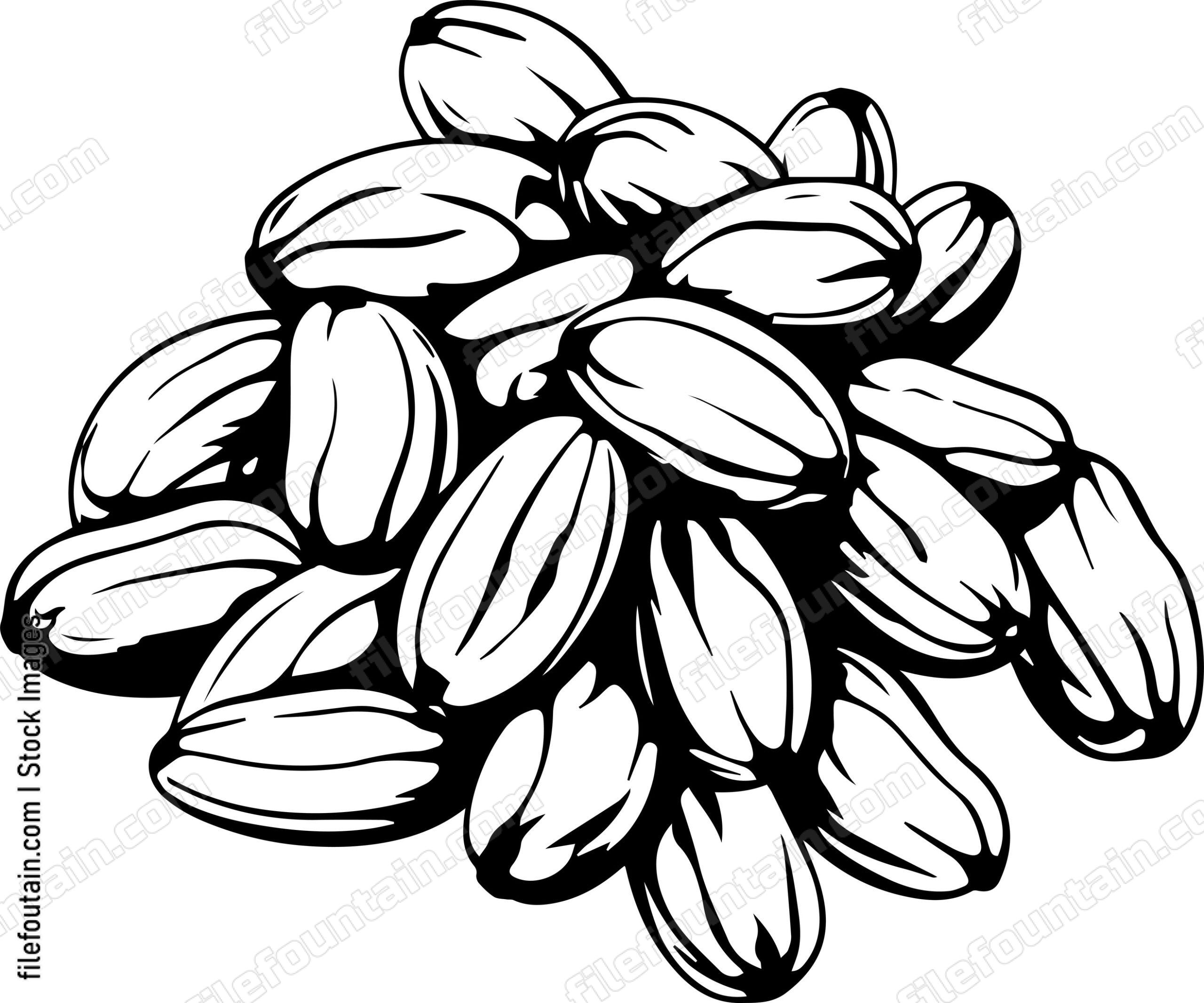 Cocoa Beans