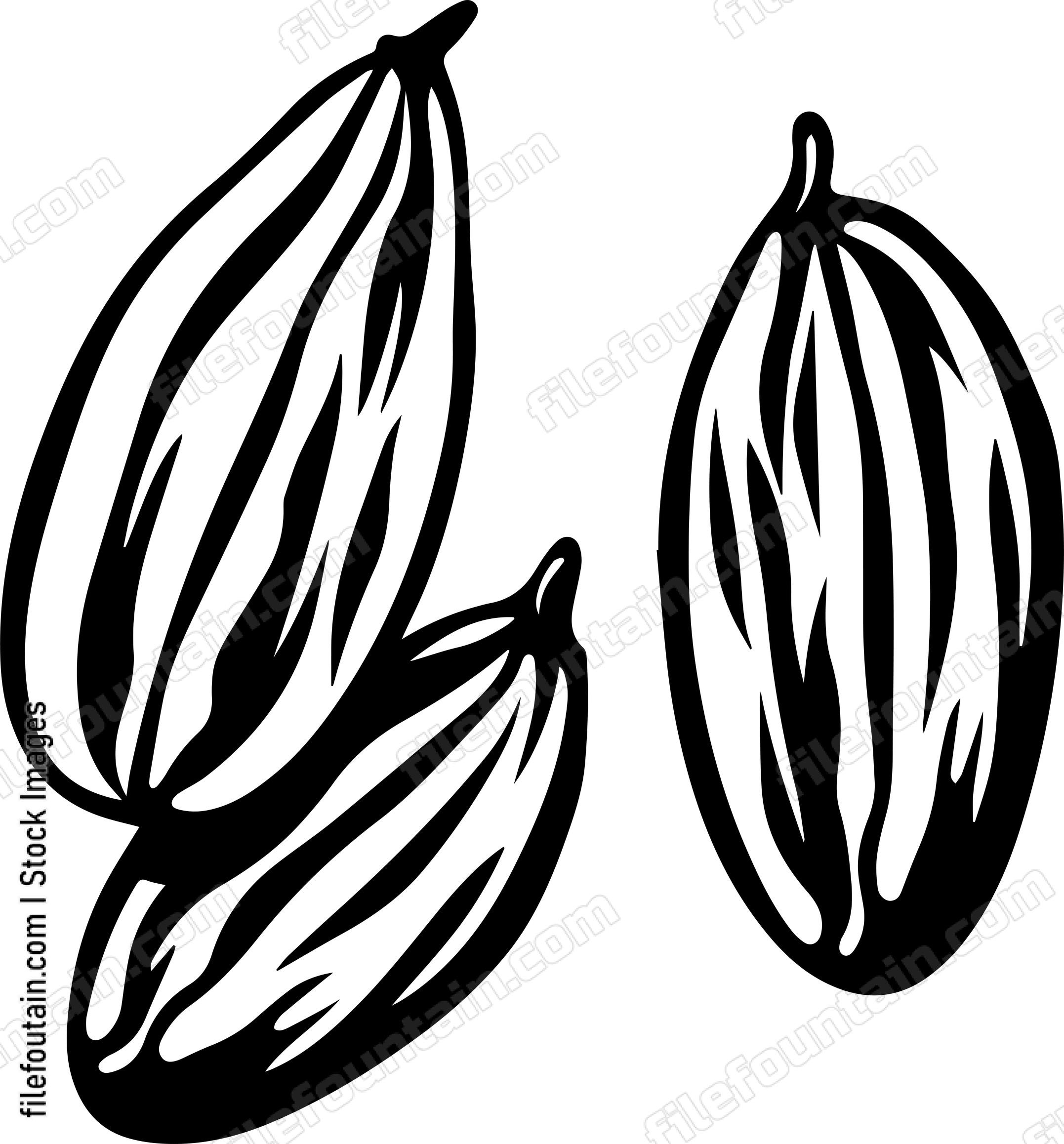Cocoa Beans