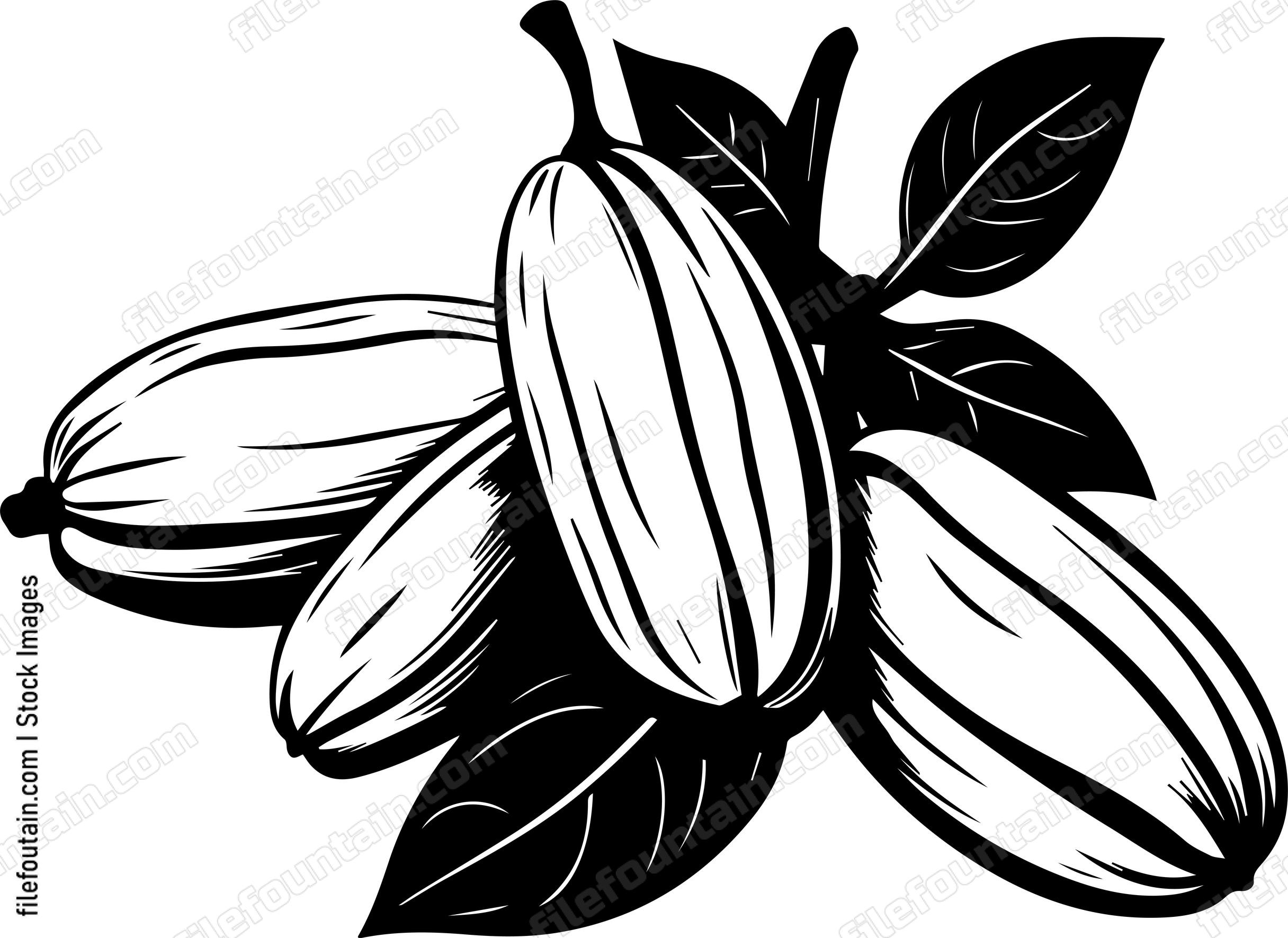 Cocoa Beans