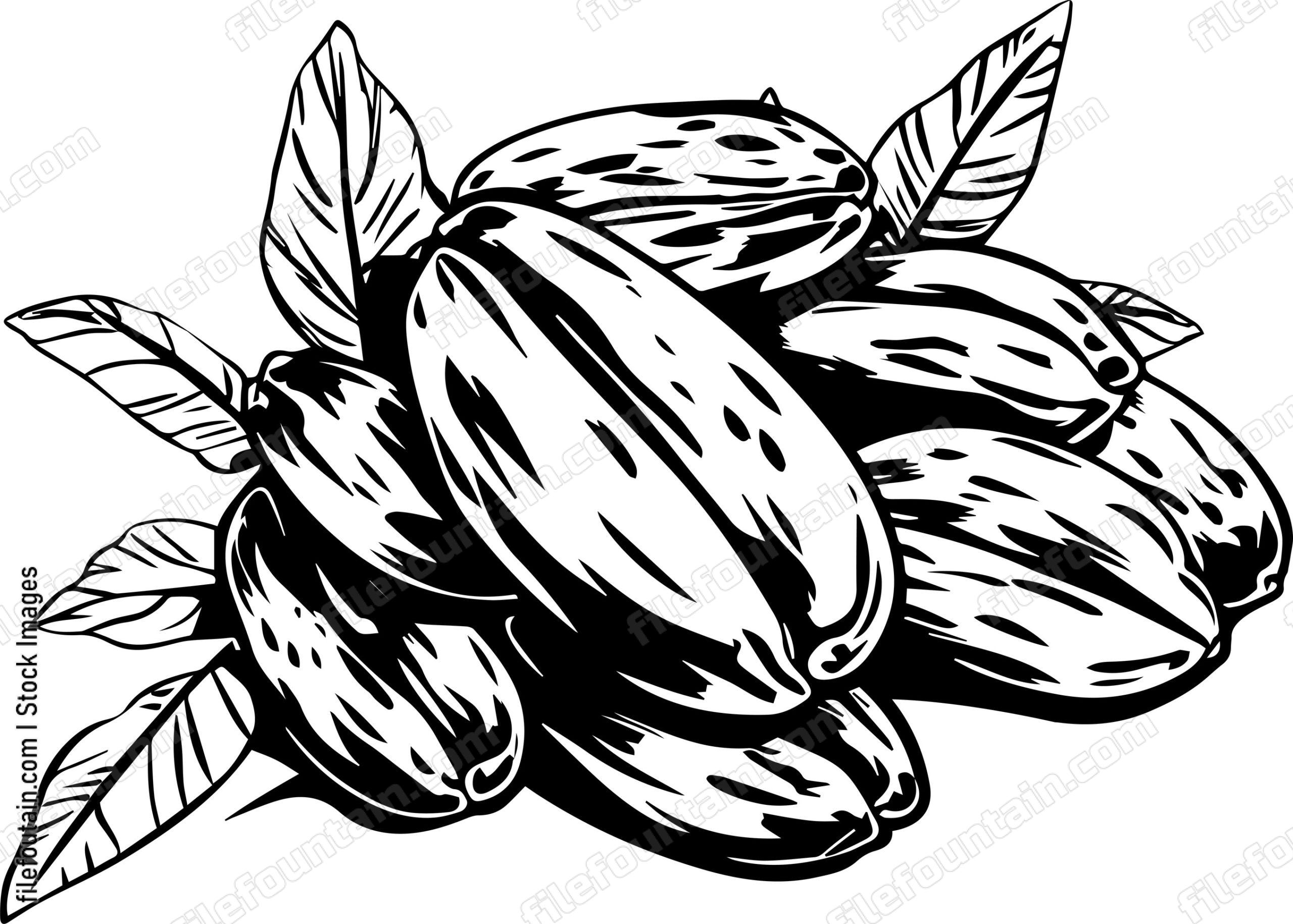 Cocoa Beans