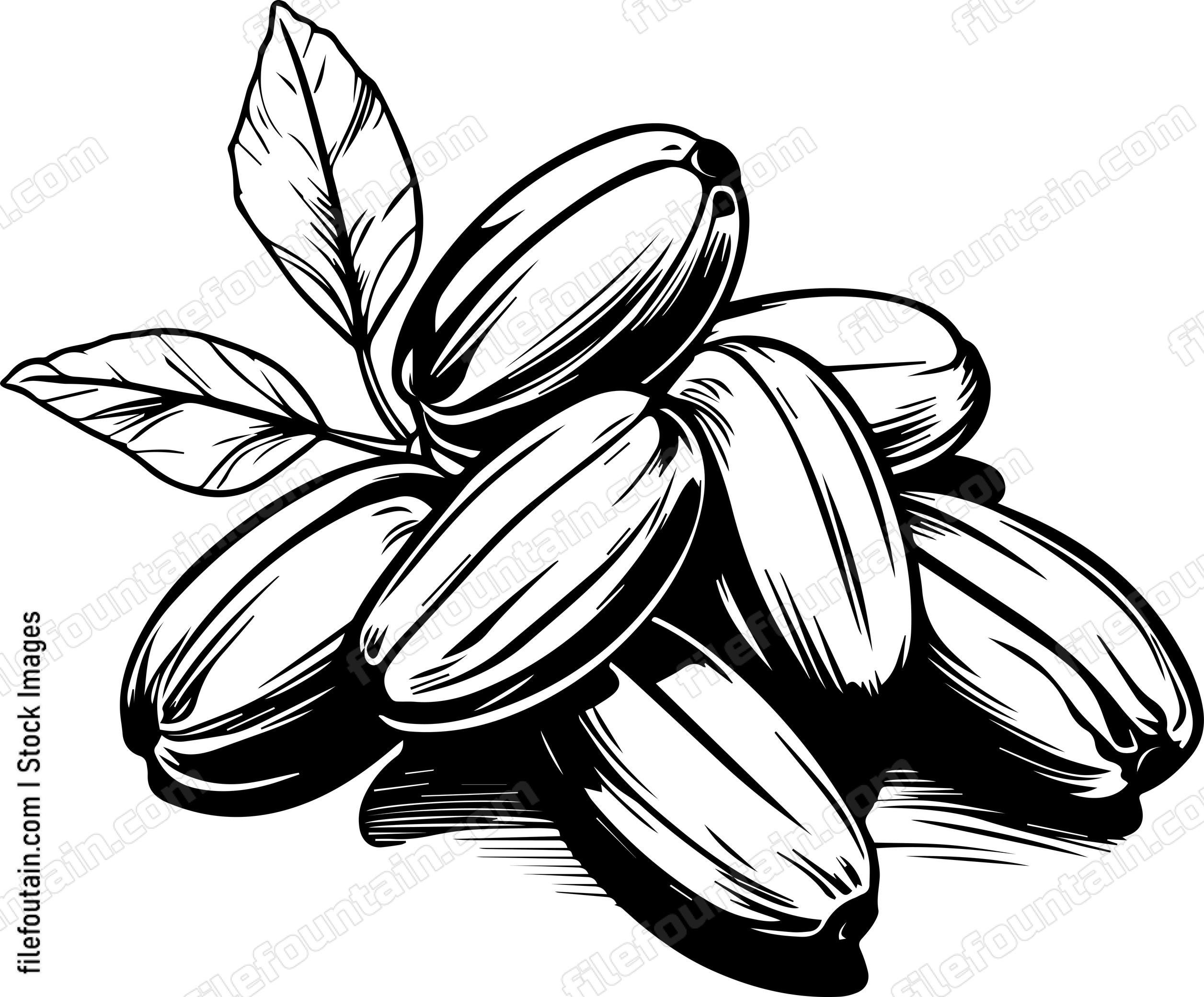Cocoa Beans