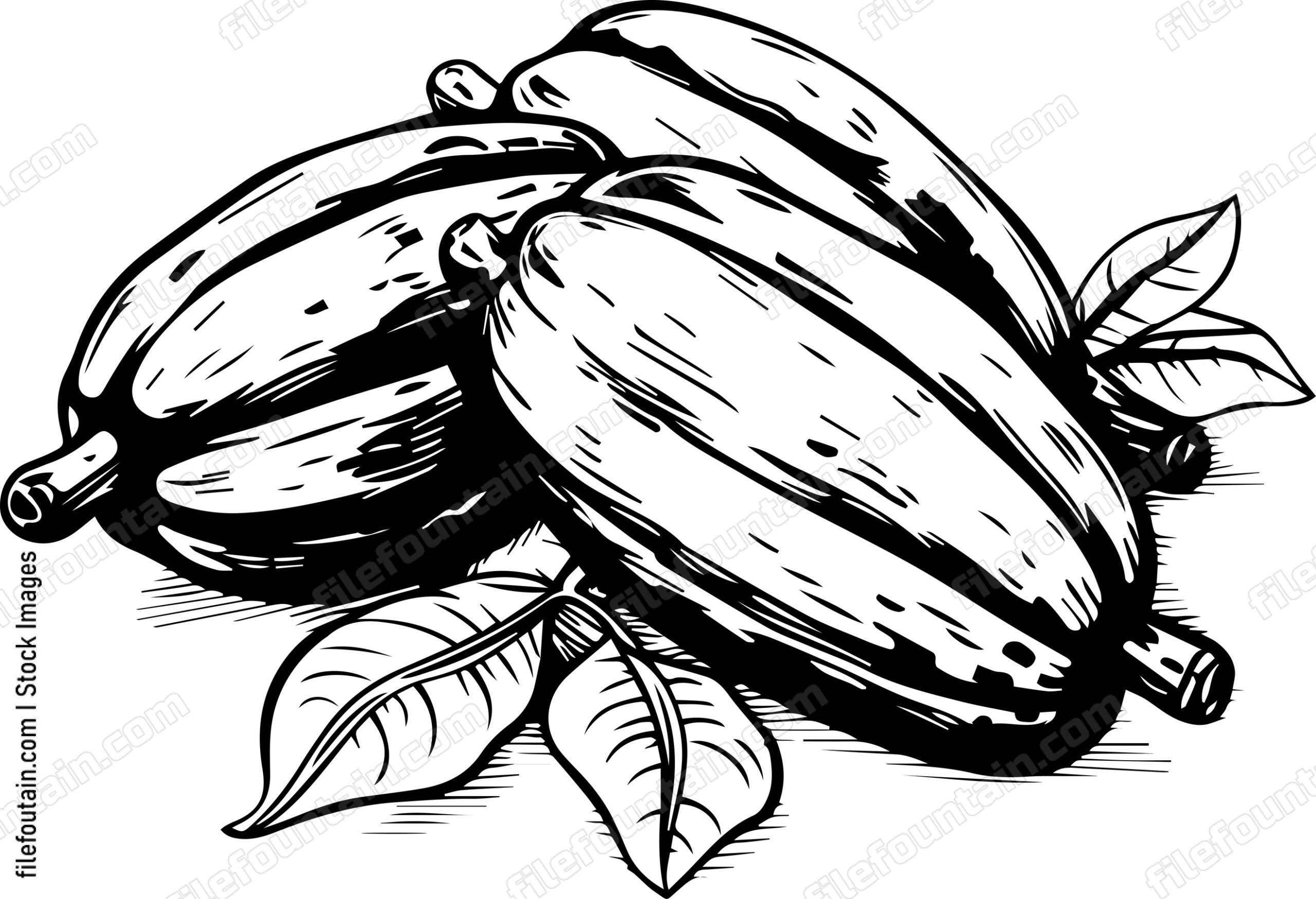 Cocoa Beans